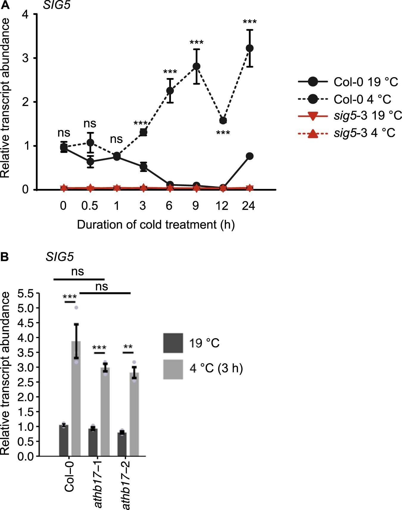 Extended Data Fig. 2: SIG5 transcript accumulation during cold treatments of up to 24 h.