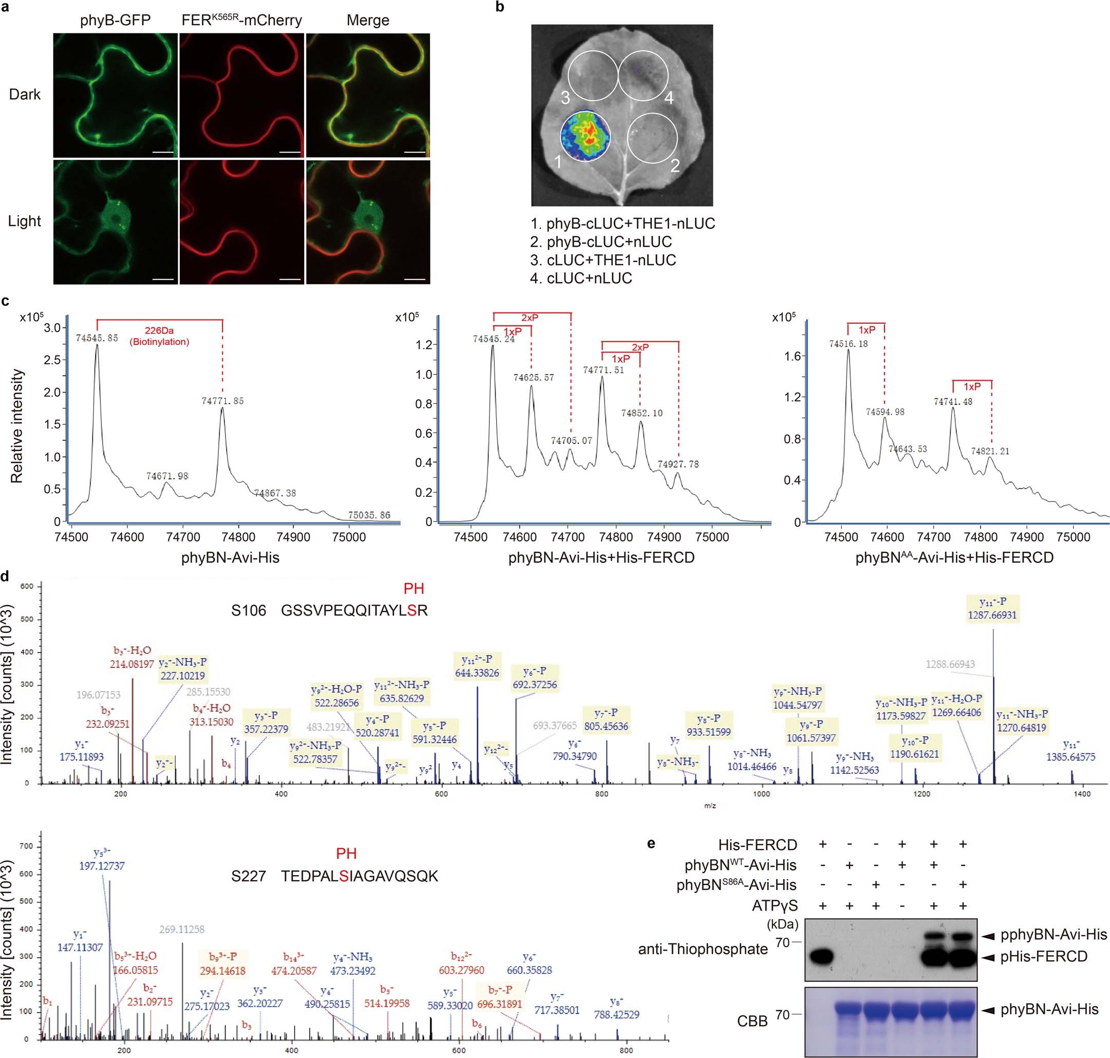 Extended Data Fig. 5: Identification of the phosphorylation sites of phyB by FER.