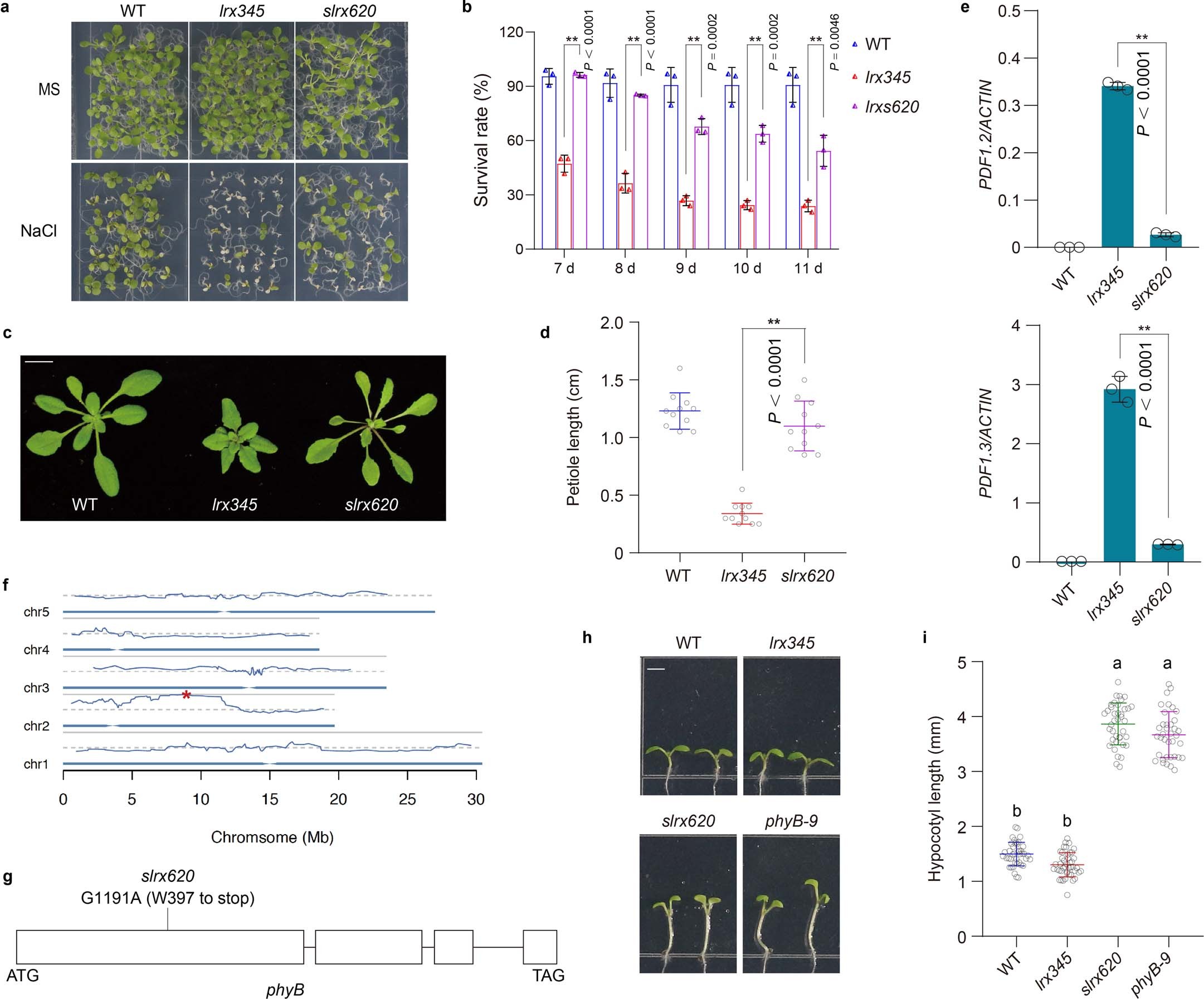 Extended Data Fig. 1: slrx620 mutation suppresses the phenotypes of lrx345 mutant.