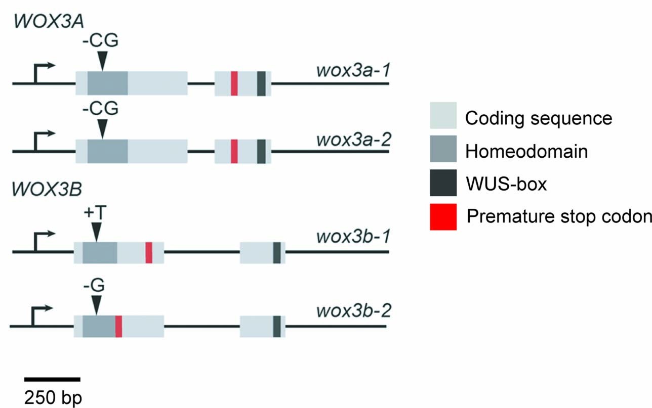 Extended Data Fig. 4: Diagram of WOX3A/B CRISPR alleles generated in this study.