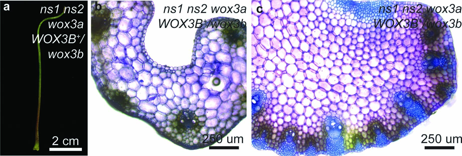 Extended Data Fig. 7: Leaves in wox3 higher order mutants retain adaxial-abaxial polarity.