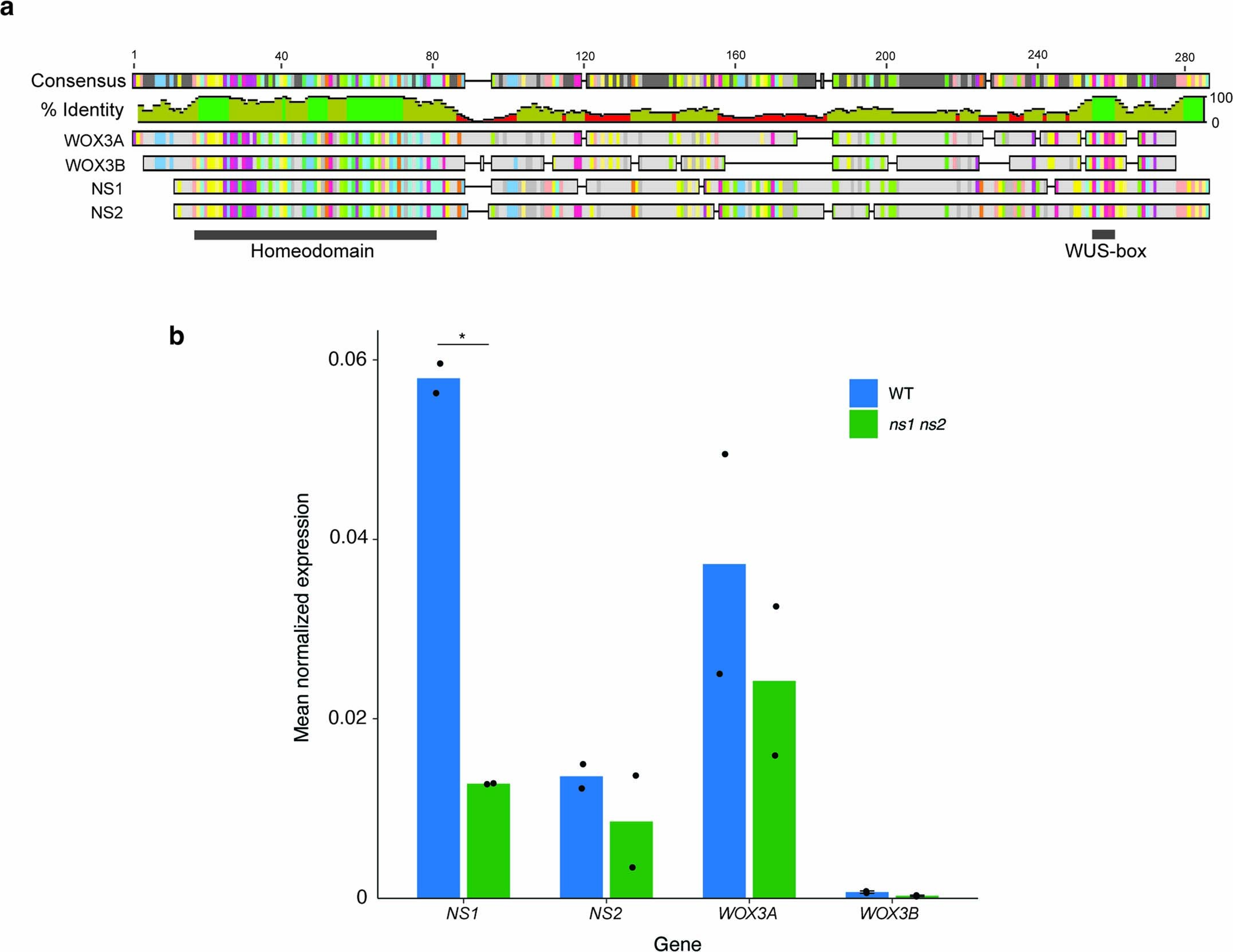 Extended Data Fig. 9: Comparisons of paralogous WOX3 protein sequences and WOX3 expression levels.