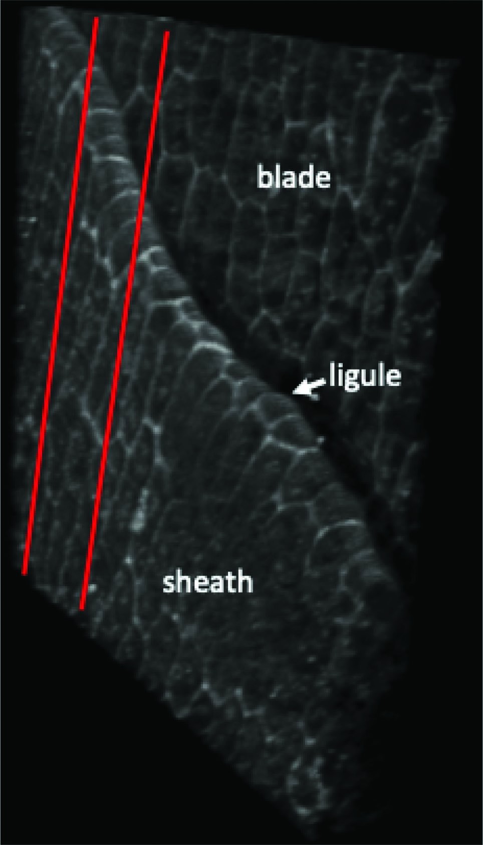 Extended Data Fig. 10: Confocal reconstruction of the developing ligule.