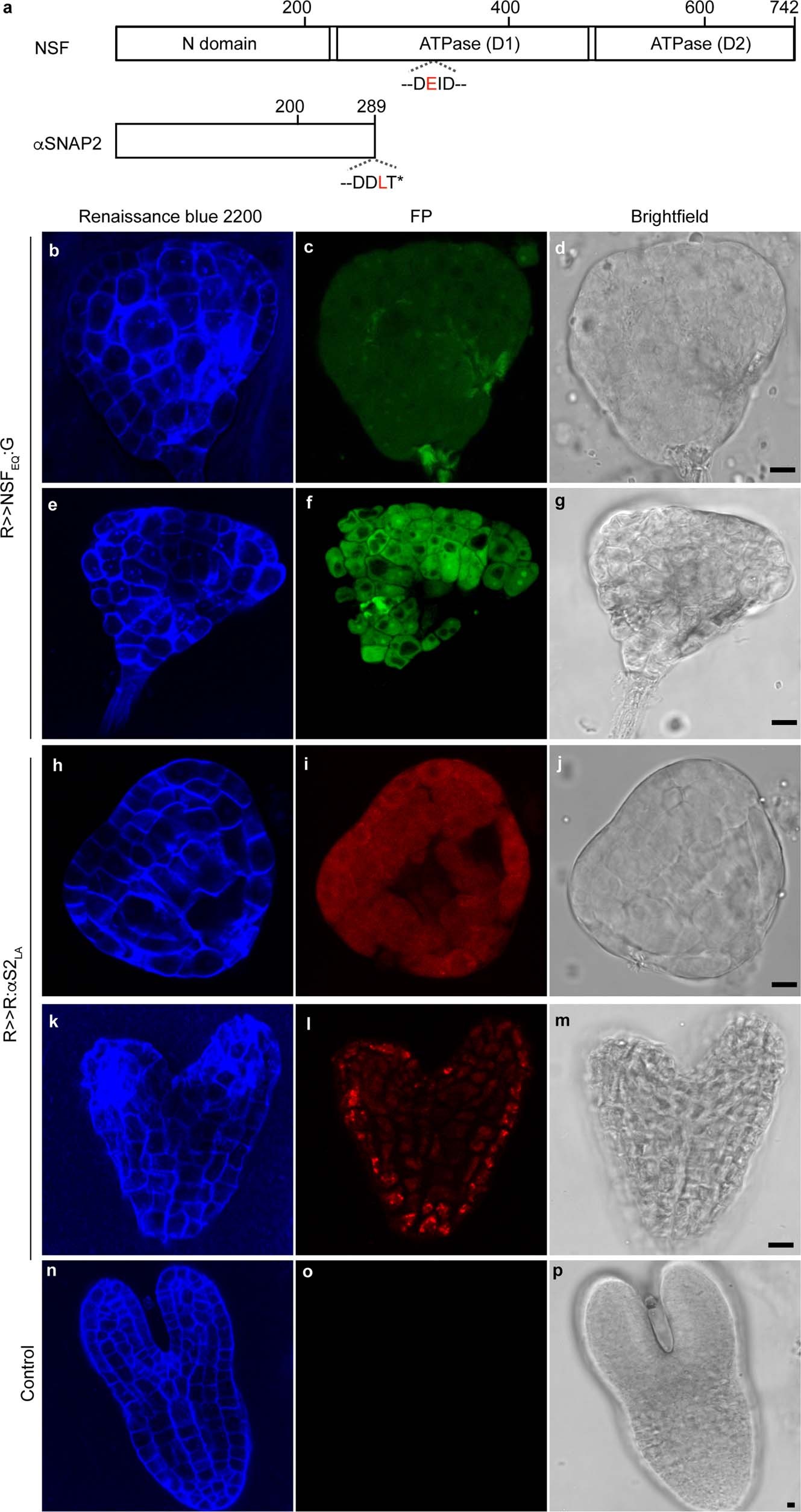 Extended Data Fig. 2: Schematic of NSF and αSNAP2 and impact of their dominant-negative variants on Arabidopsis embryo development.