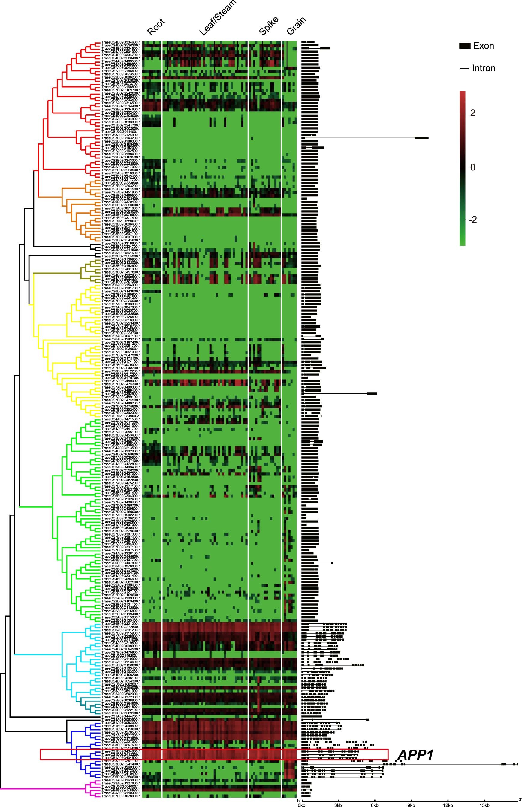Extended Data Fig. 1: The phylogenetic analysis and expression patterns of wheat APP gene family.