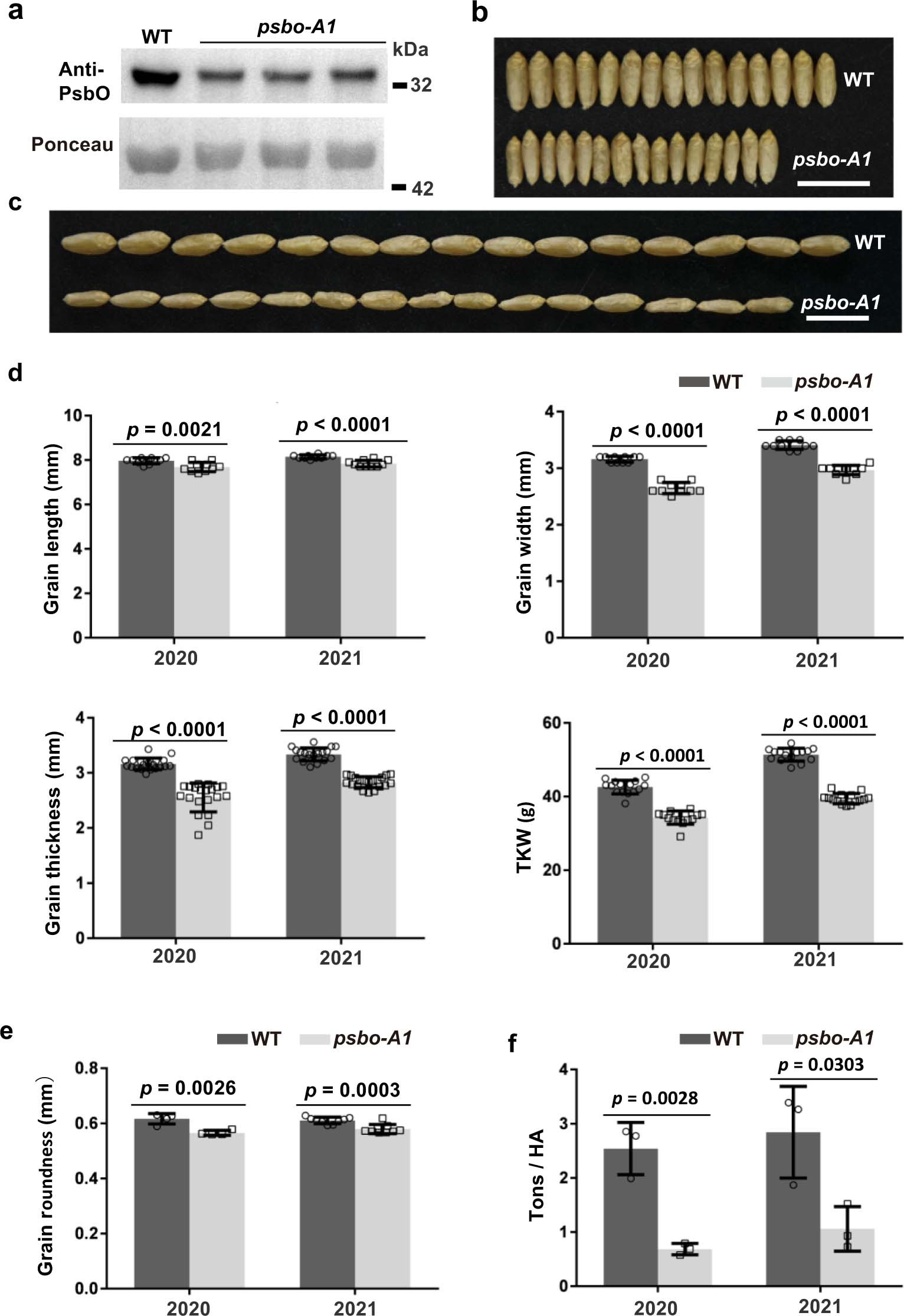 Extended Data Fig. 3: The phenotype and agricultural traits of psbo-A1 mutant.