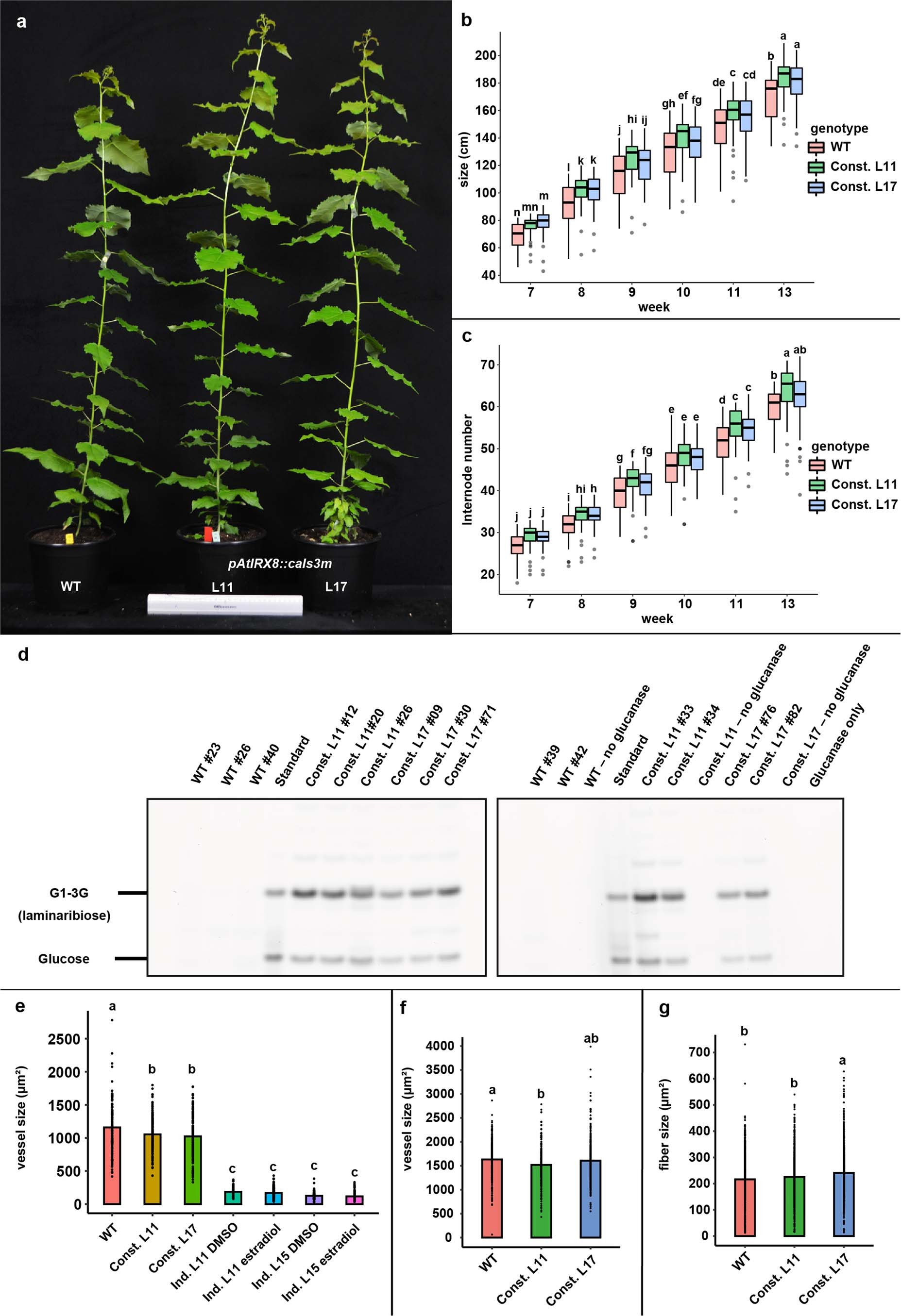 Extended Data Fig. 3: Callose deposition does not result in growth penalty, is stably deposited over time and do not result in major changes in vessels and fibre size.