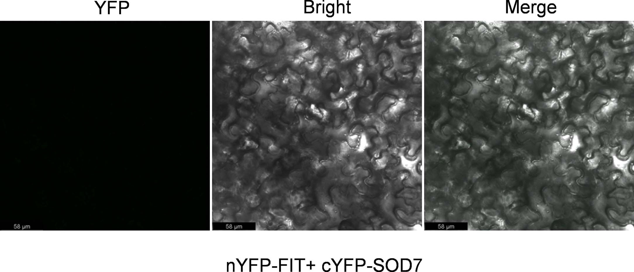 Extended Data Fig. 9
