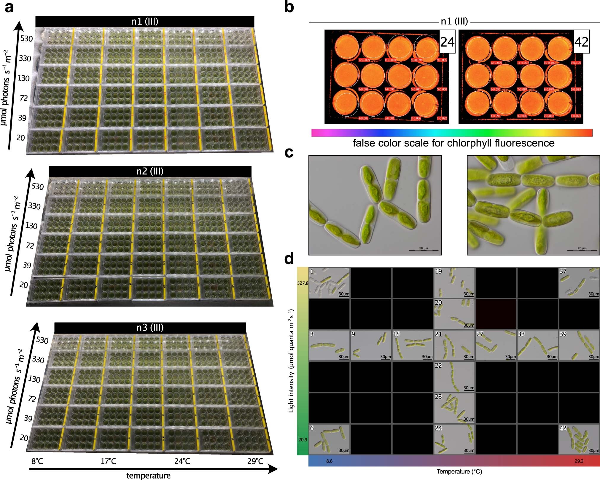 Extended Data Fig. 6: Main-experimental setup (n1,2,3 (III)): Morphology and growth.