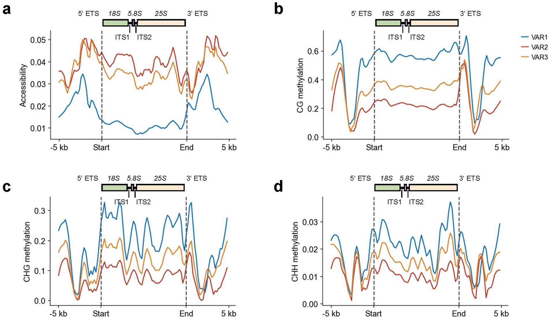 Extended Data Fig. 9: Epigenetic patterns between different 45 S rDNA classes.