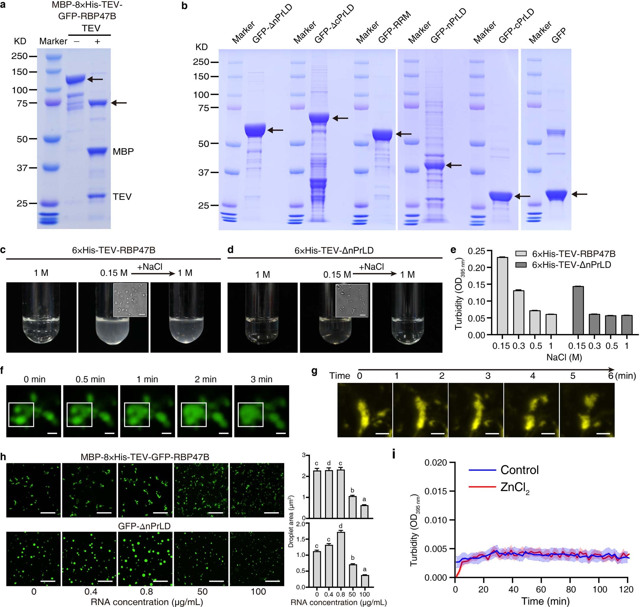 Extended Data Fig. 3: Phase separation of RBP47B.