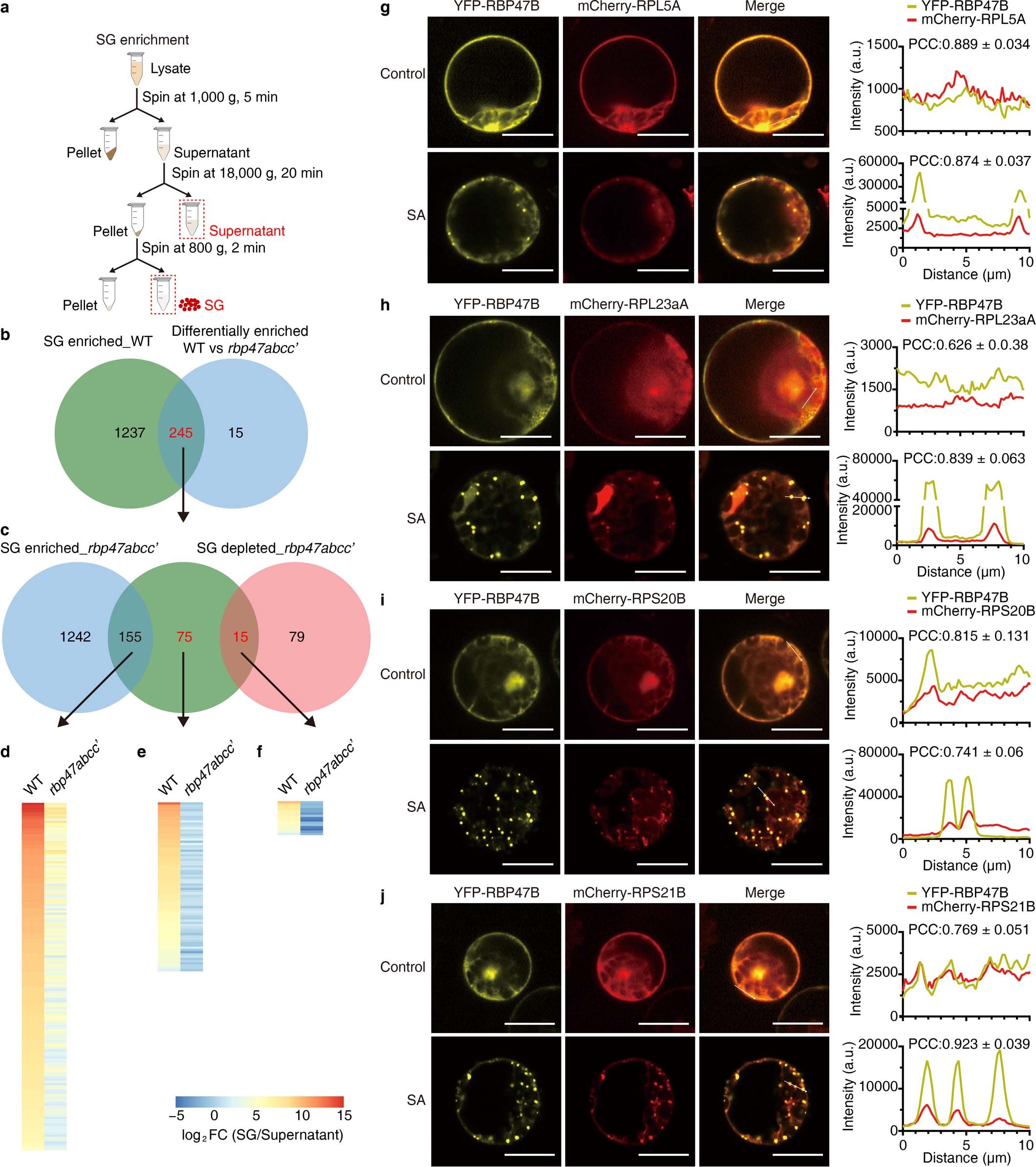 Extended Data Fig. 8: Affinity purification-mass spectrometry analysis of SG proteome.