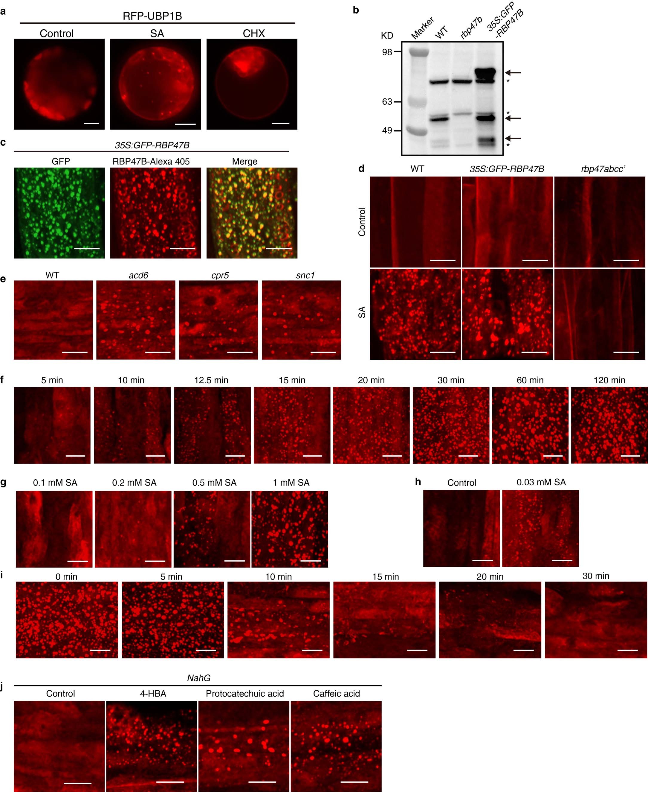 Extended Data Fig. 2: SA induces foci formation of Arabidopsis SG marker proteins.