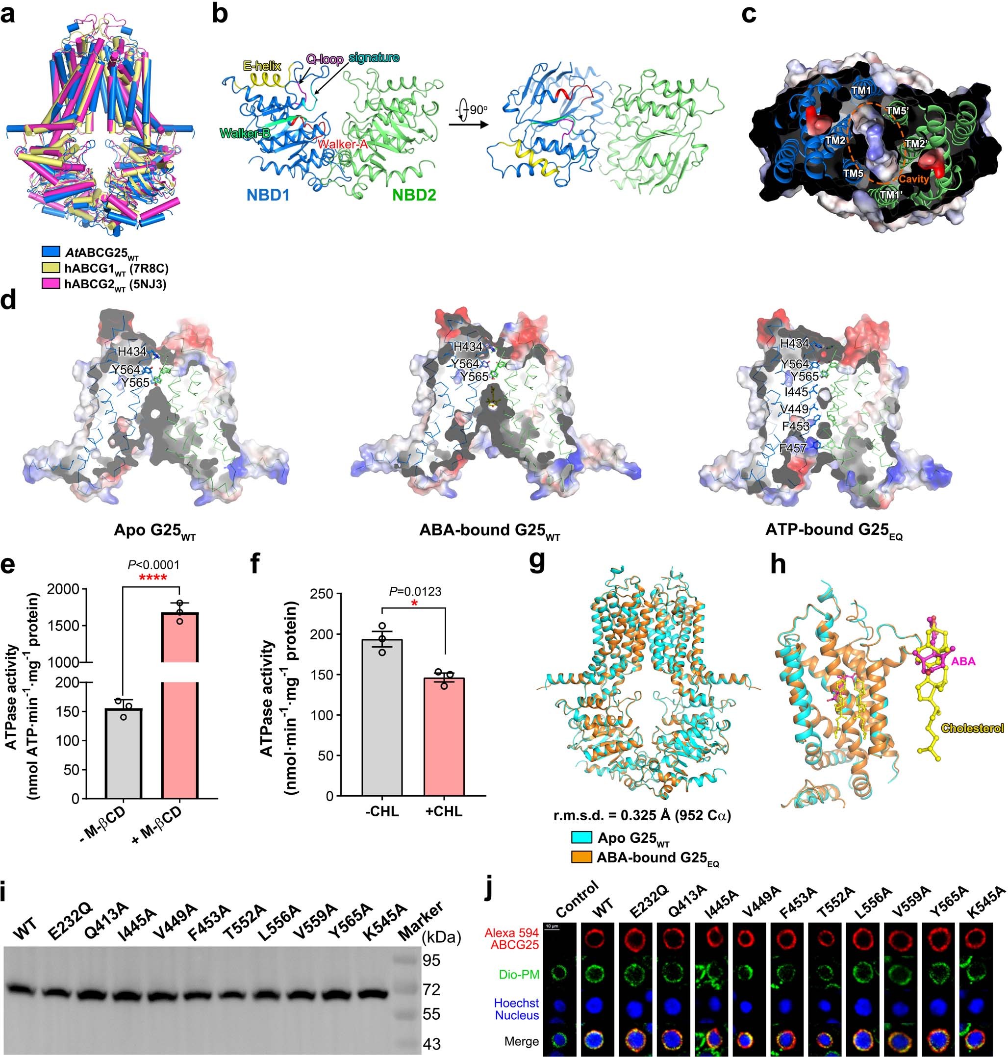 Extended Data Fig. 5: Structure analysis of ABCG25.