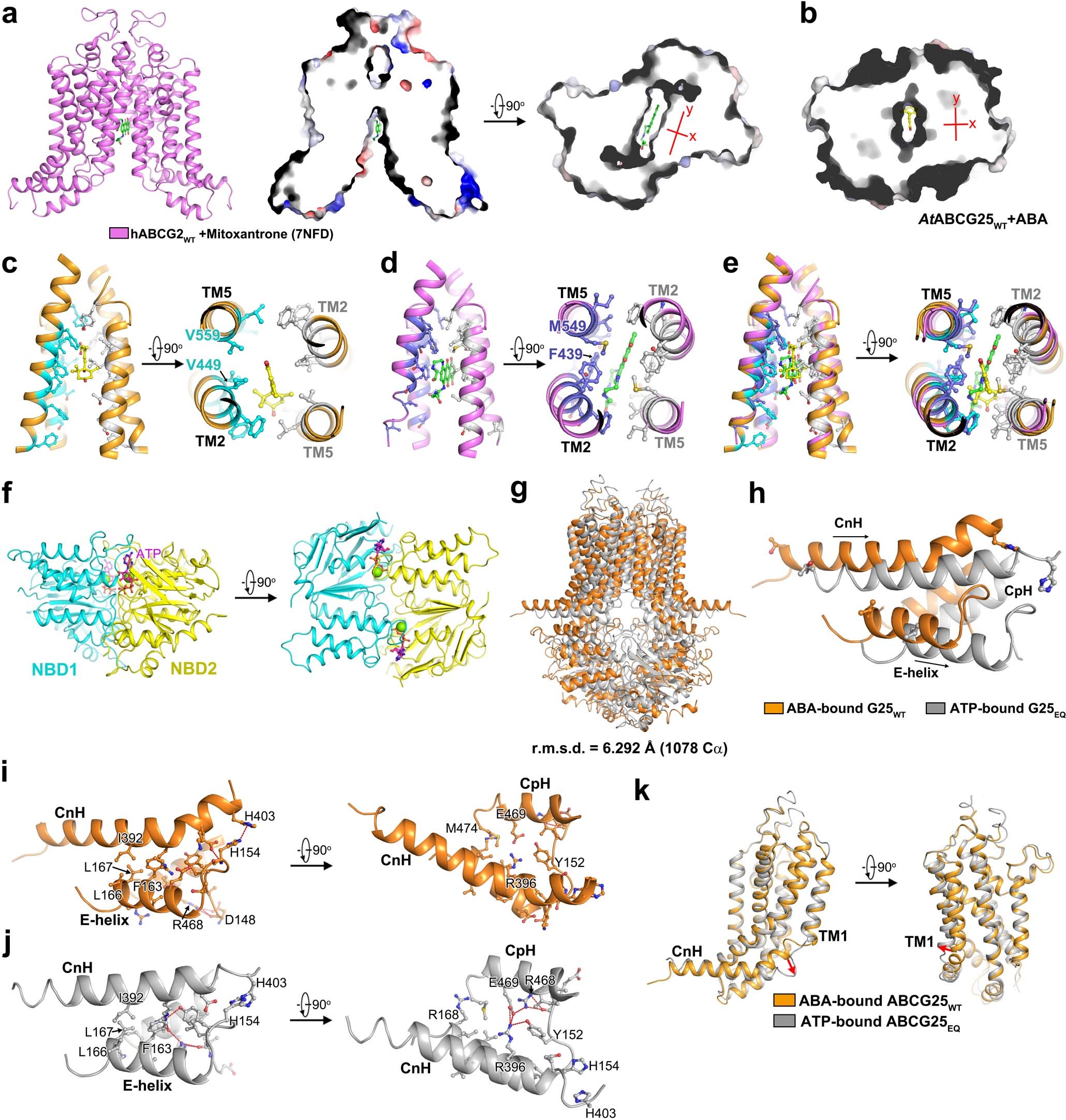 Extended Data Fig. 7: Comparison of the substrate-binding cavity between ABCG25 and ABCG2.