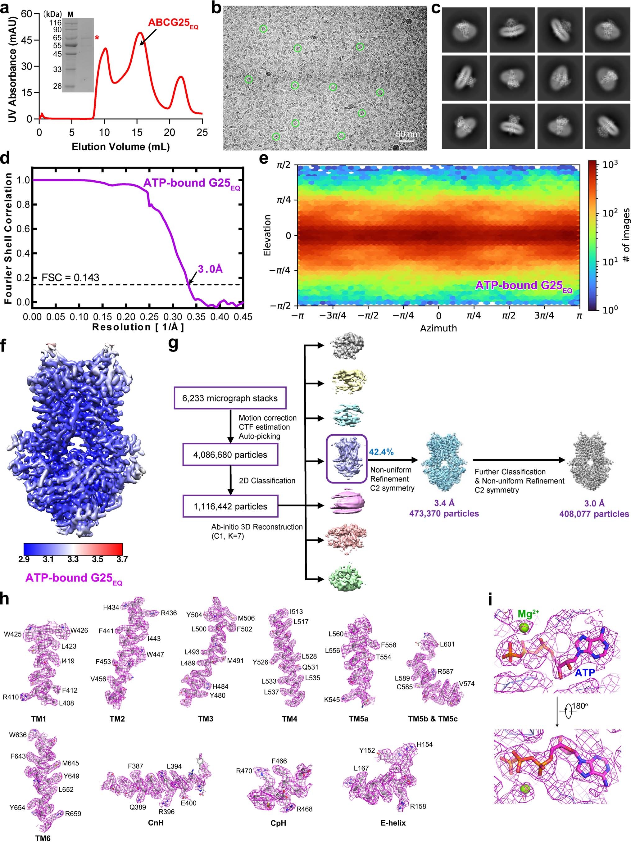 Extended Data Fig. 8: Cryo-EM analysis of ABCG25EQ in the ATP-bound state.