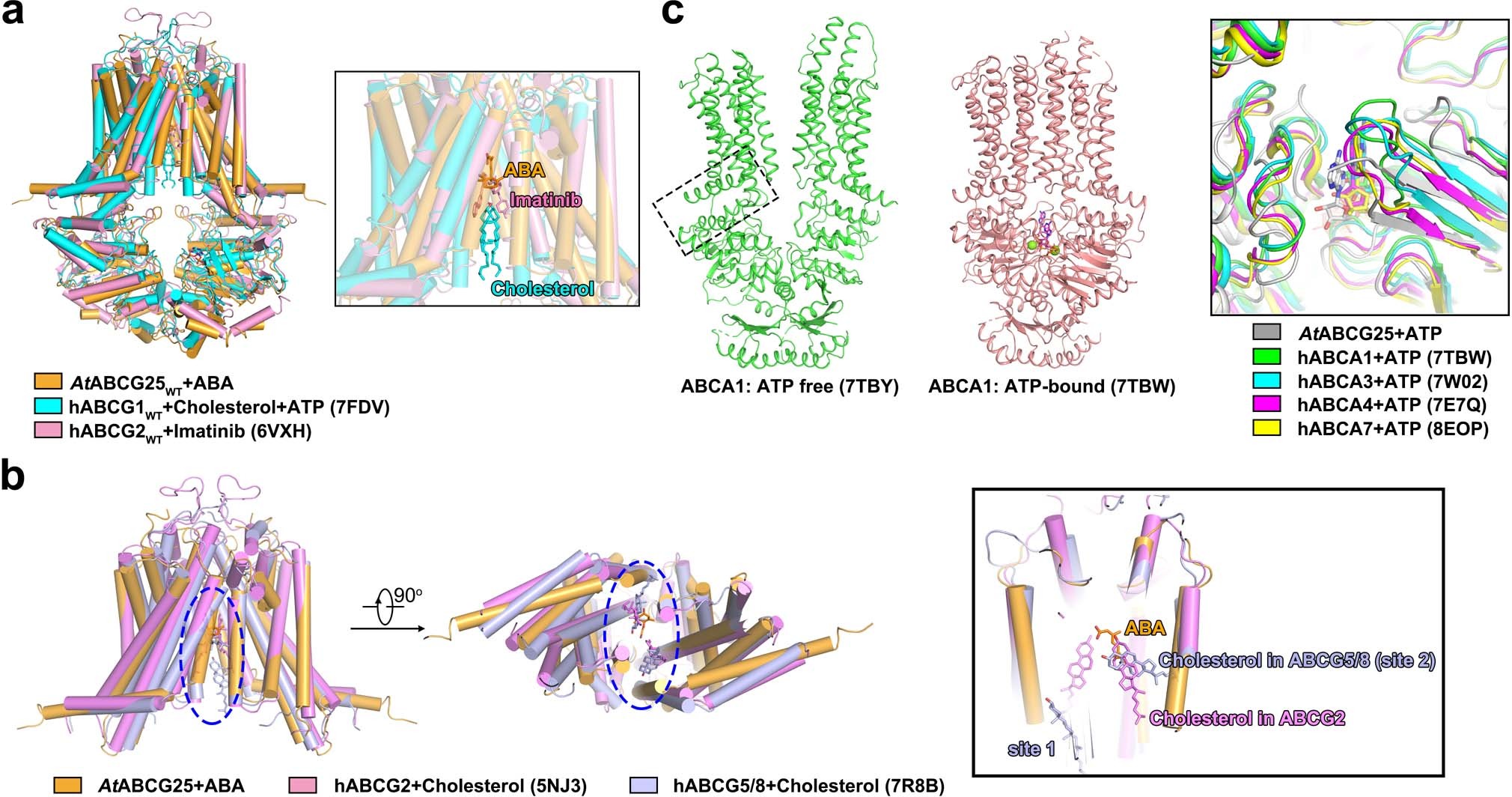 Extended Data Fig. 9: Structural comparisons between ABCG25 in Arabidopsis and human ABCs.