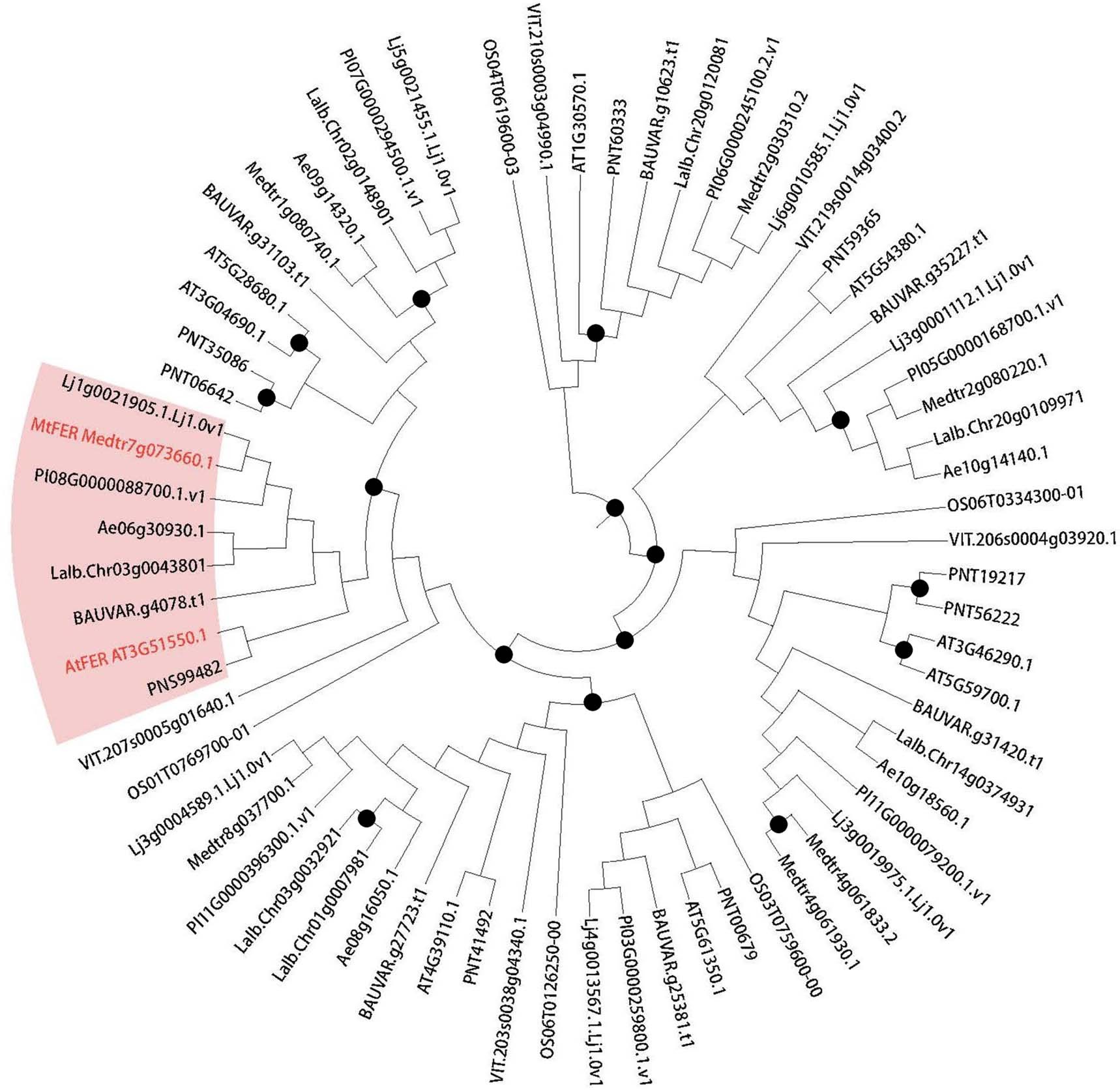 Extended Data Fig. 6: Phylogeny of FER and FER-like genes.