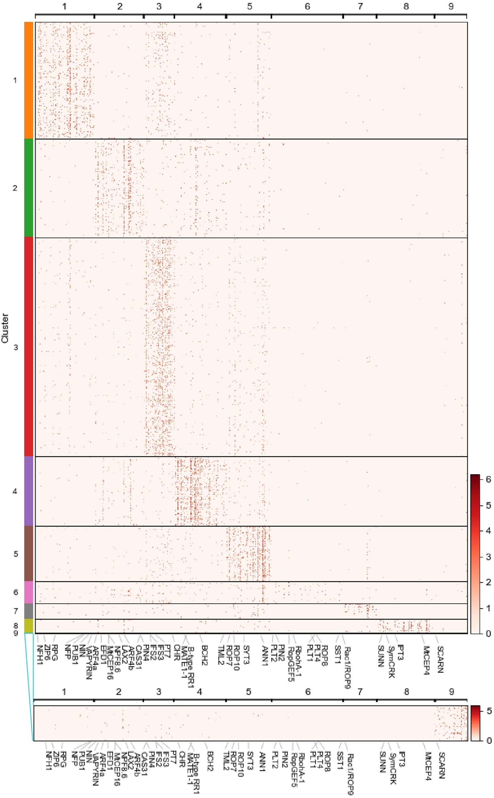 Extended Data Fig. 3: Heatmap representing the expression pattern of cluster-specific genes for each cluster.
