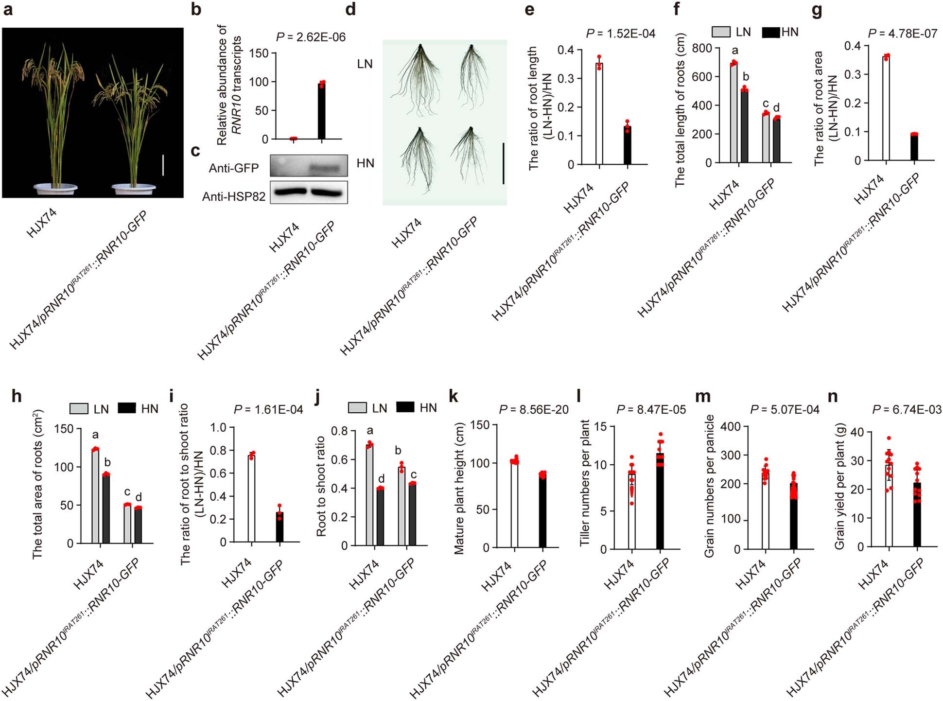 Extended Data Fig. 4: The higher expression of RNR10 driven by the RNR10IRAT261 promoter in the HJX74 background resulted in reduced root growth and NO3− uptake.
