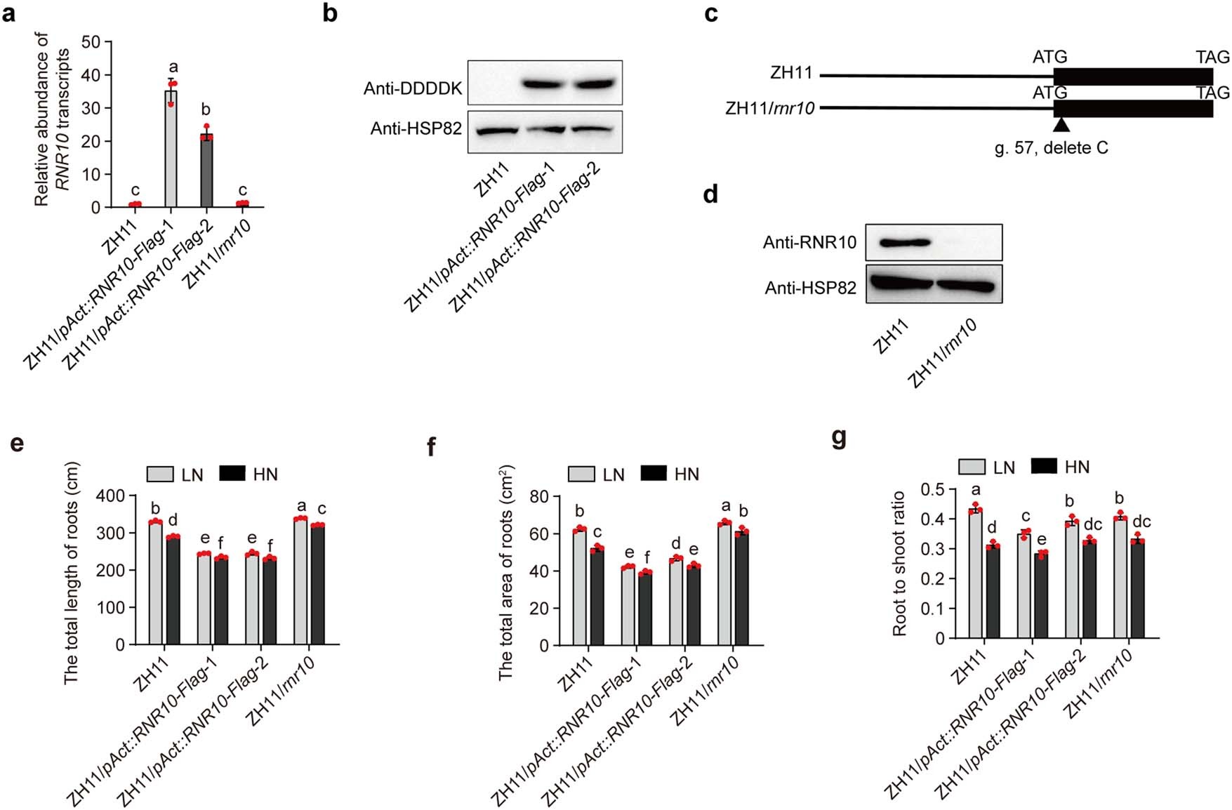 Extended Data Fig. 5: RNR10 transcript abundance, RNR10 protein accumulation and RSA of ZH11, ZH11/pAct::RNR10-Flag and ZH11/rnr10 plants.