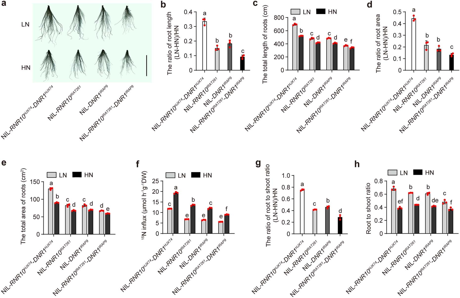 Extended Data Fig. 8: Root phenotypes and the ratio of root to shoot biomass of NIL-RNR10HJX74-DNR1HJX74, NIL-RNR10IRAT261, NIL-DNR1IRAP9, and NIL-RNR10IRAT261-DNR1IRAP9.