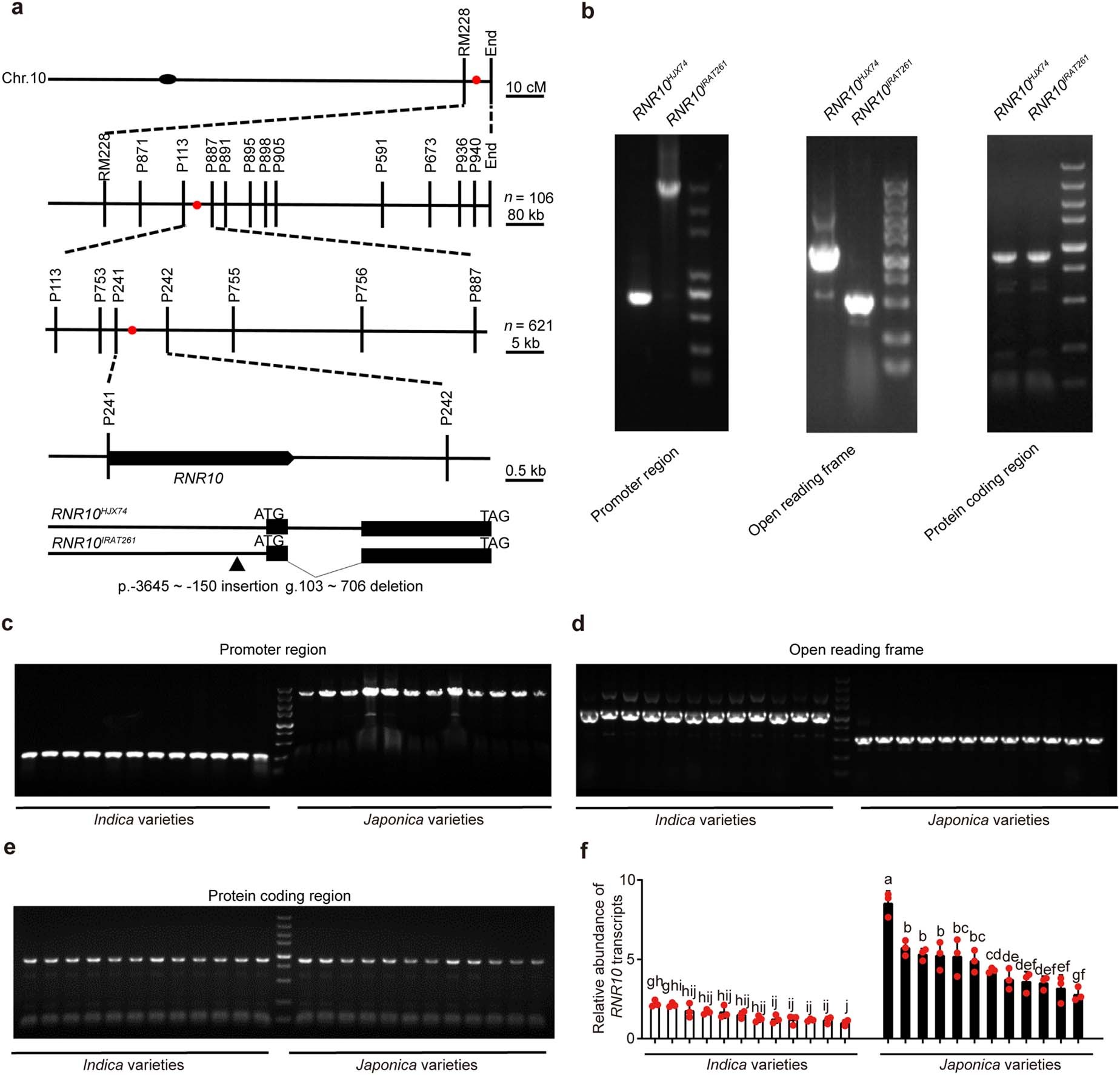 Extended Data Fig. 2: RNR10 was identified by fine-scale mapping, and its sequence diverges between indica and japonica.