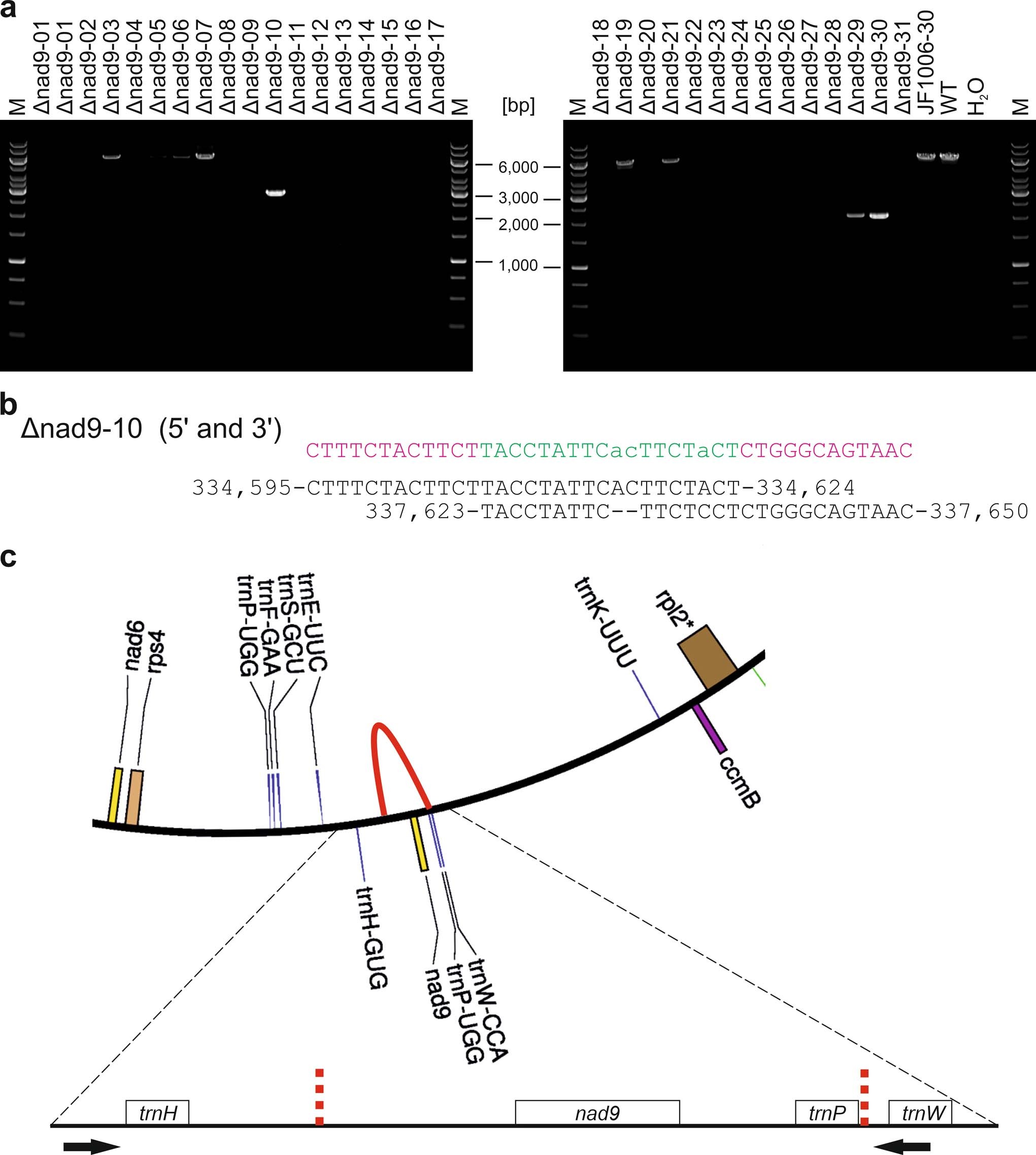 Extended Data Fig. 10: Targeted identification of nad9 deletions by PCR and amplicon sequencing.