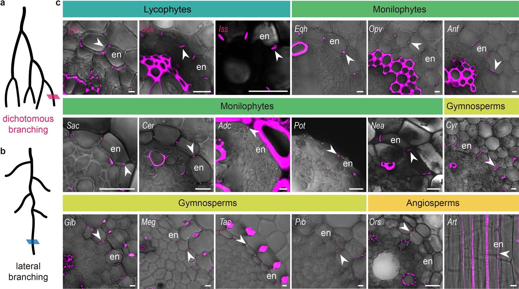 Extended Data Fig. 1: Basic Fuchsin staining in root endodermis of the 18 species.
