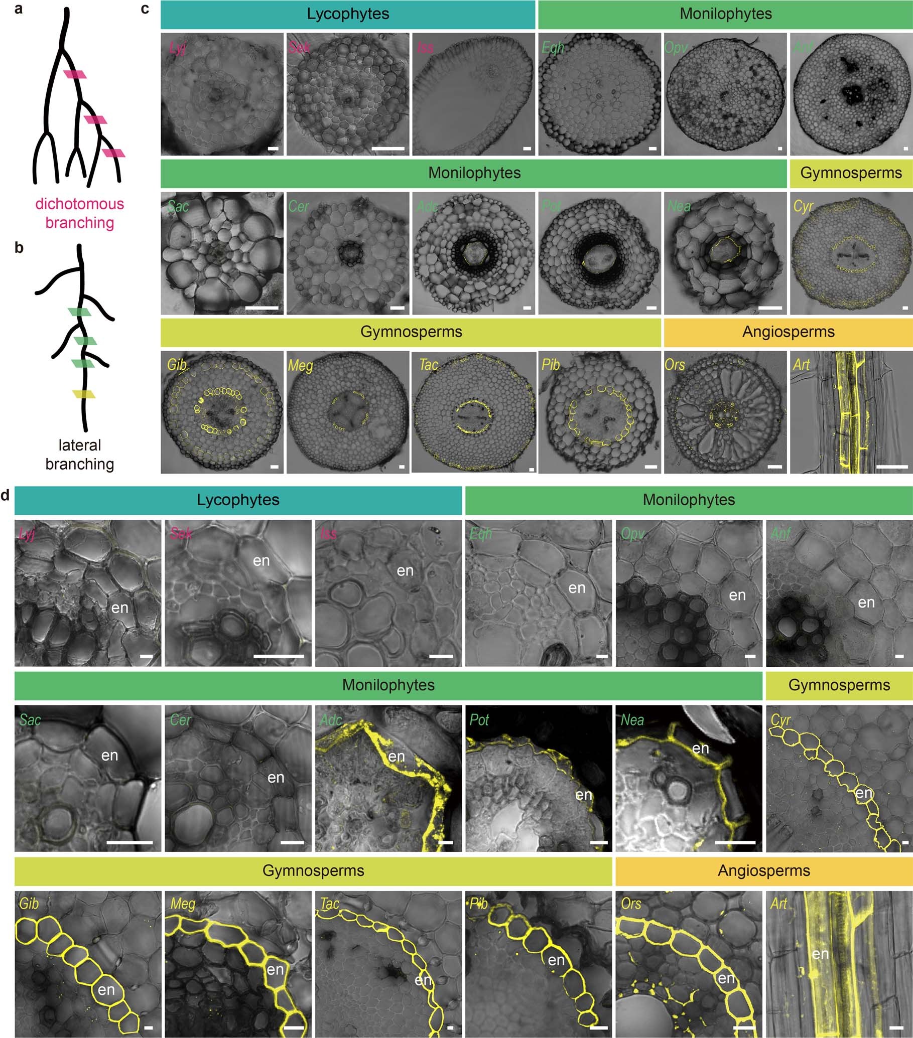 Extended Data Fig. 3: Fluorol yellow staining in root endodermis at fully developed of the vascular plants.