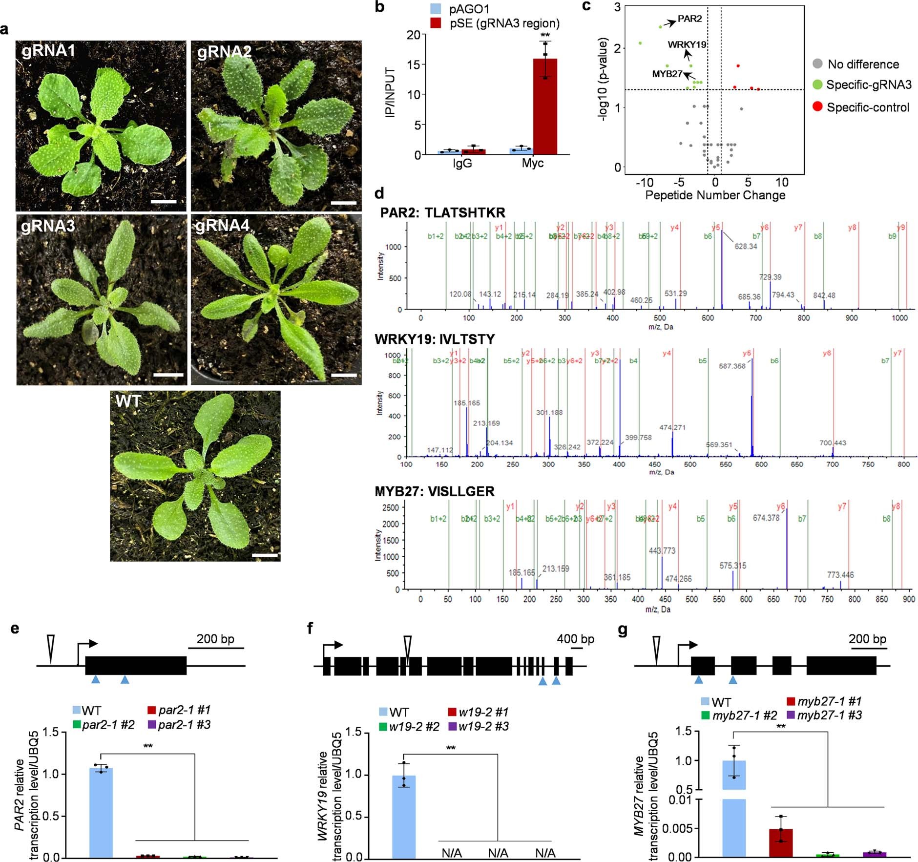 Extended Data Fig. 1: Capture of regulatory factors of SE.
