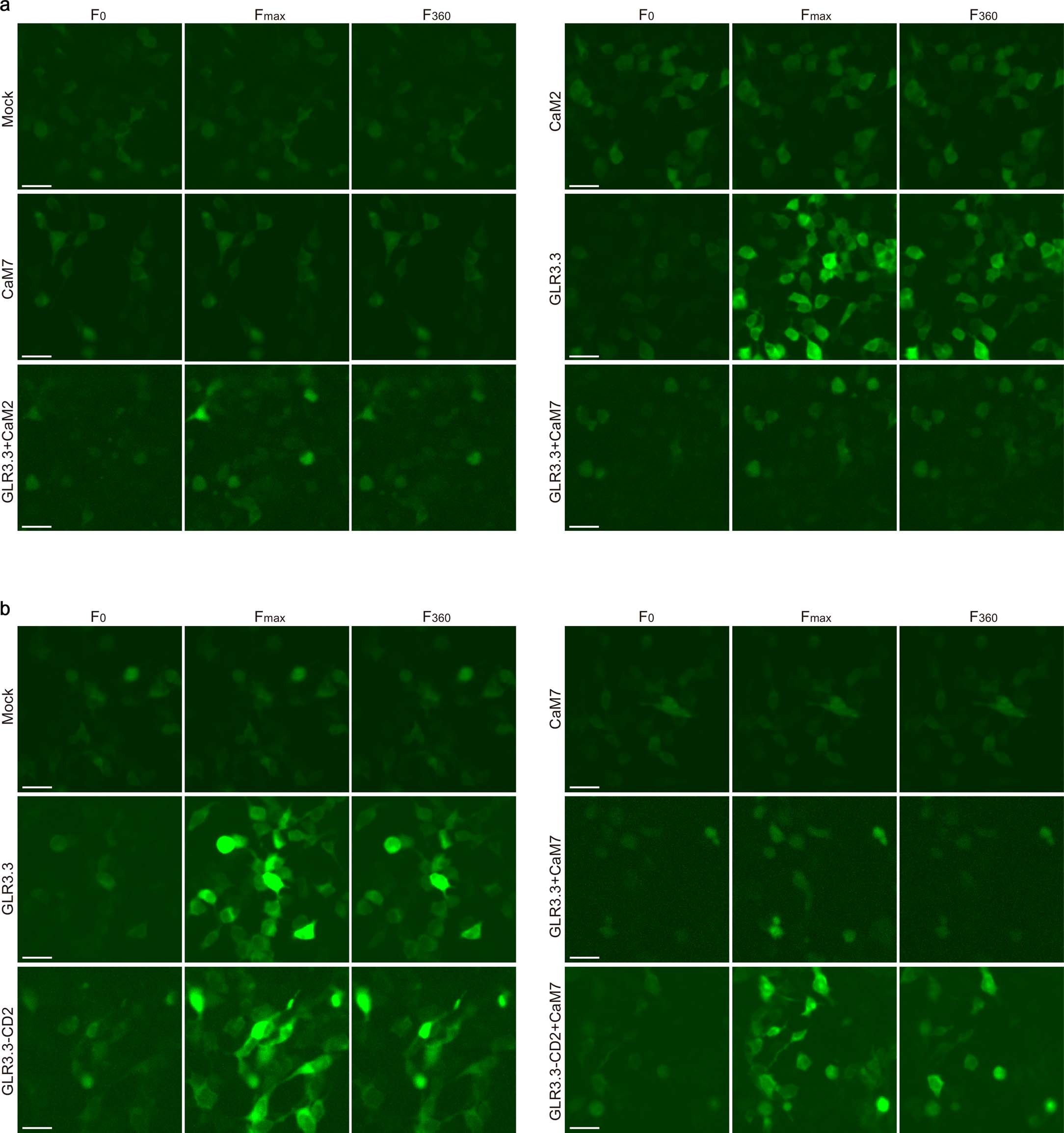 Extended Data Fig. 5: CaMs potently desensitize the Glu-induced activity of GLR3.3 channel.