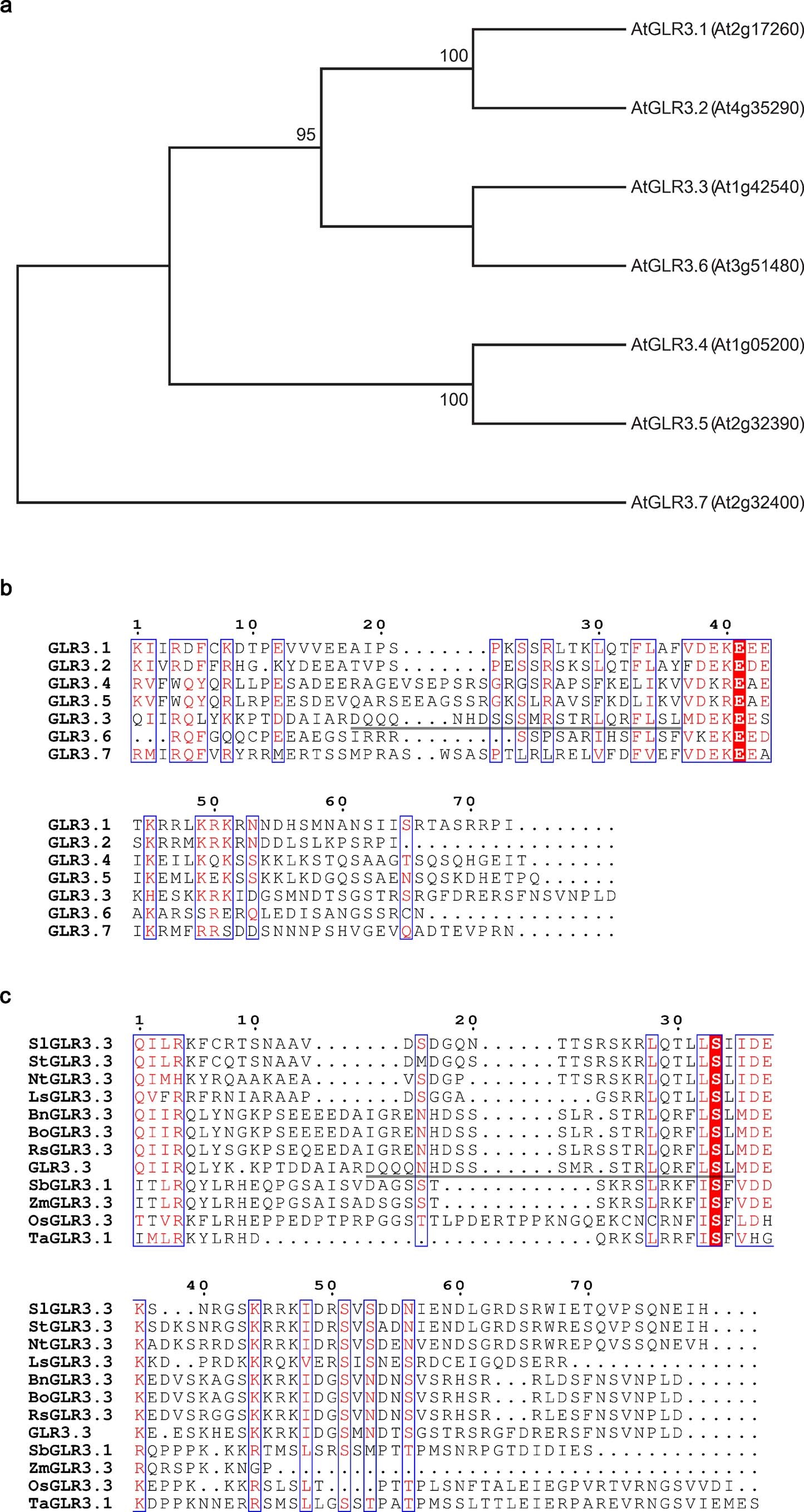 Extended Data Fig. 9: Phylogenetic analysis and sequence alignment of GLR3.3 homologs.