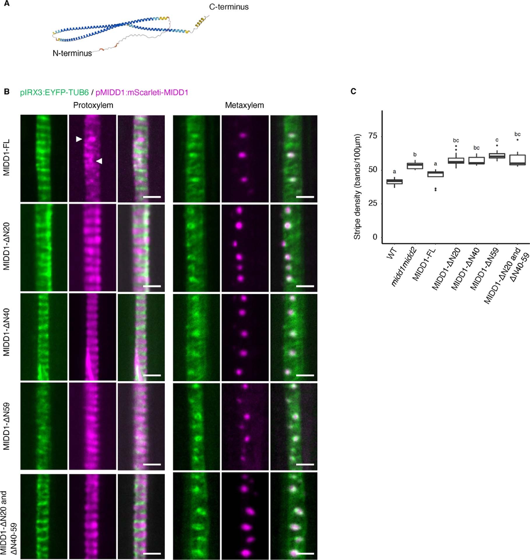 Extended Data Fig. 7: Localization of IDR-truncated MIDD1 in root xylem vessels.