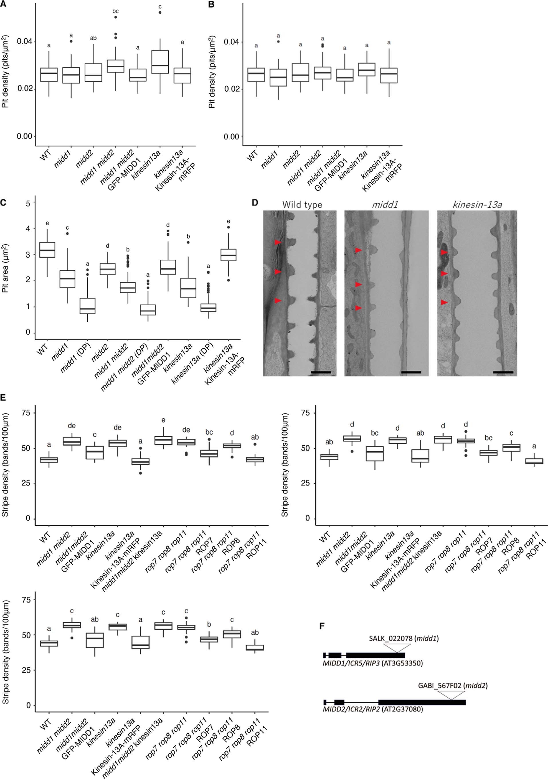 Extended Data Fig. 1: Secondary cell wall patterns of midd mutants.