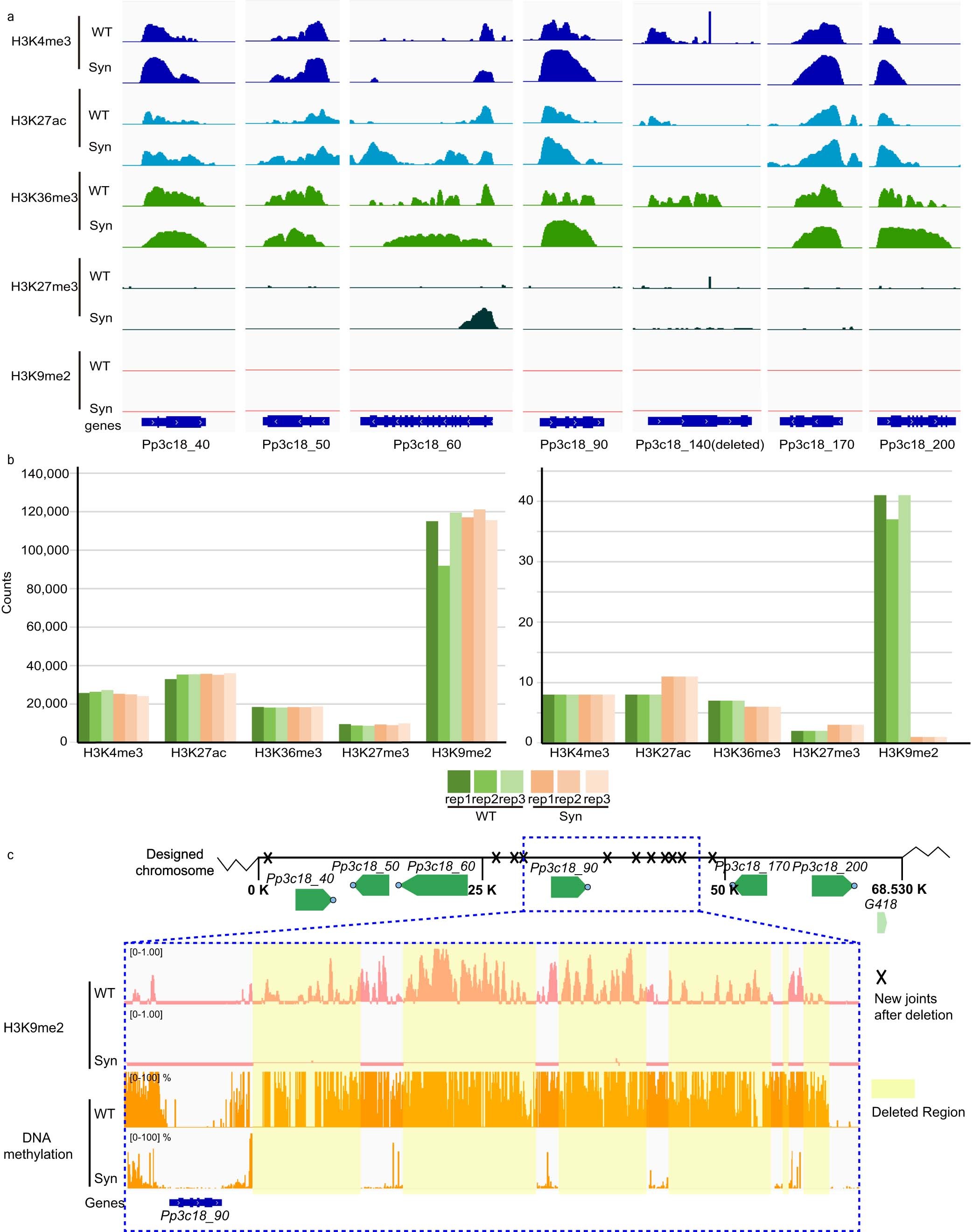 Extended Data Fig. 6: Other epigenetic changes in semi-syn18L.