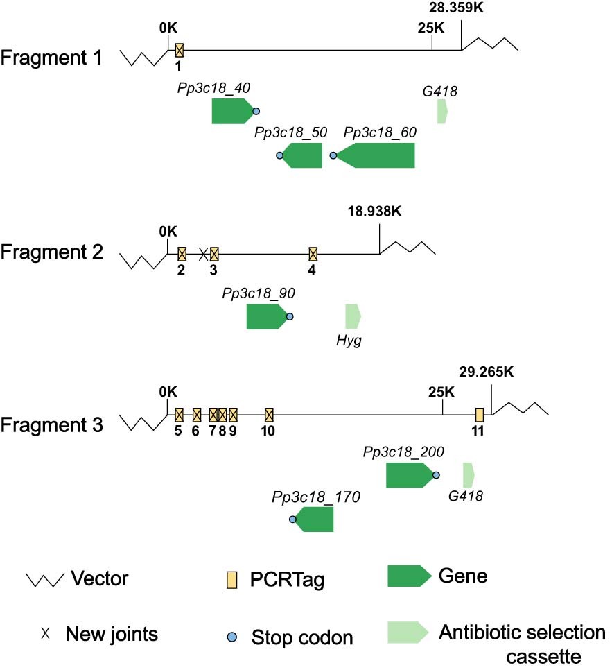 Extended Data Fig. 1: The design and assembly of three 20–30 kb mid-chunks.
