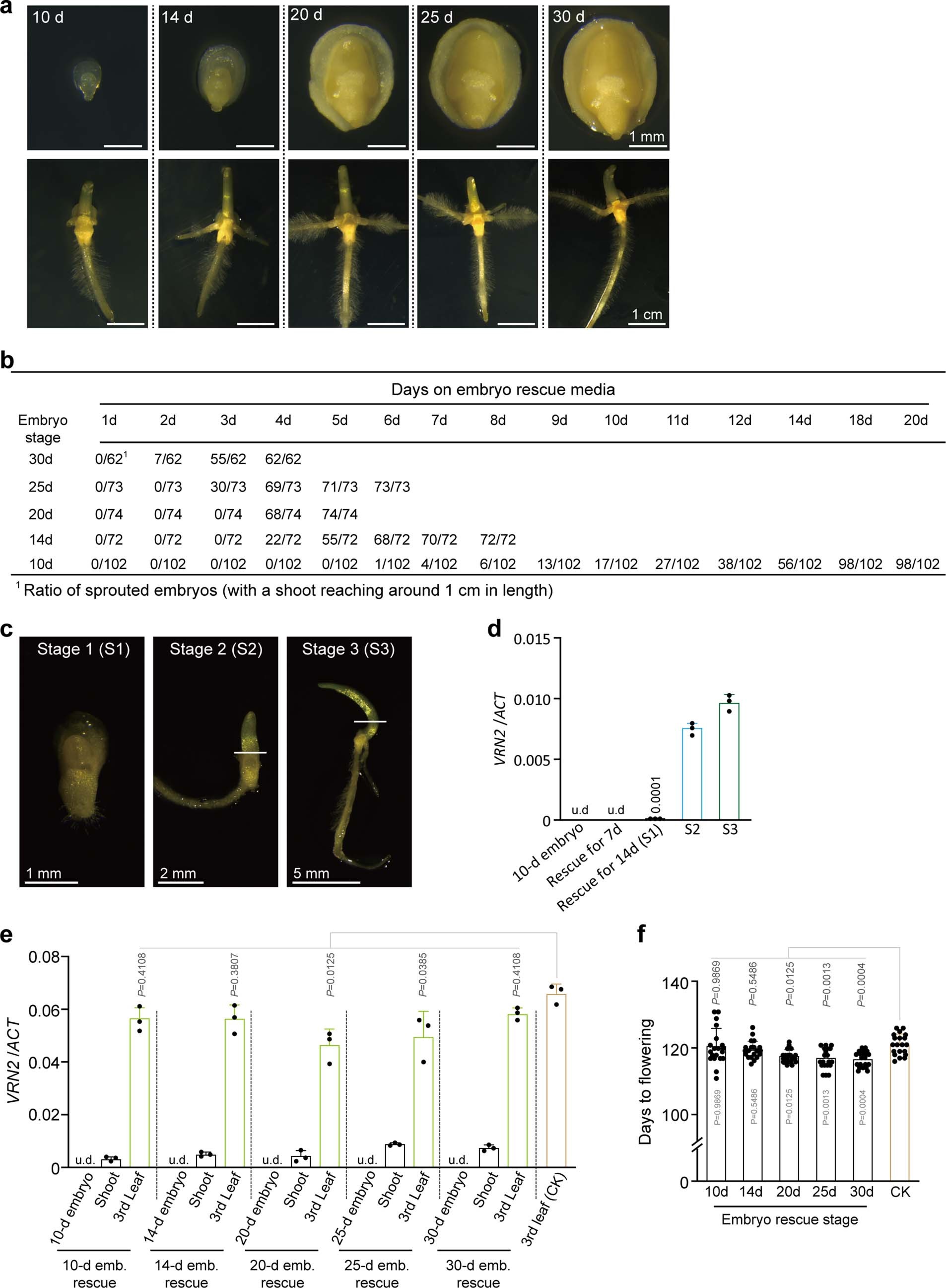 Extended Data Fig. 6: TaVRN2 expression is reactivated in the sprouting of rescued winter wheat embryos.