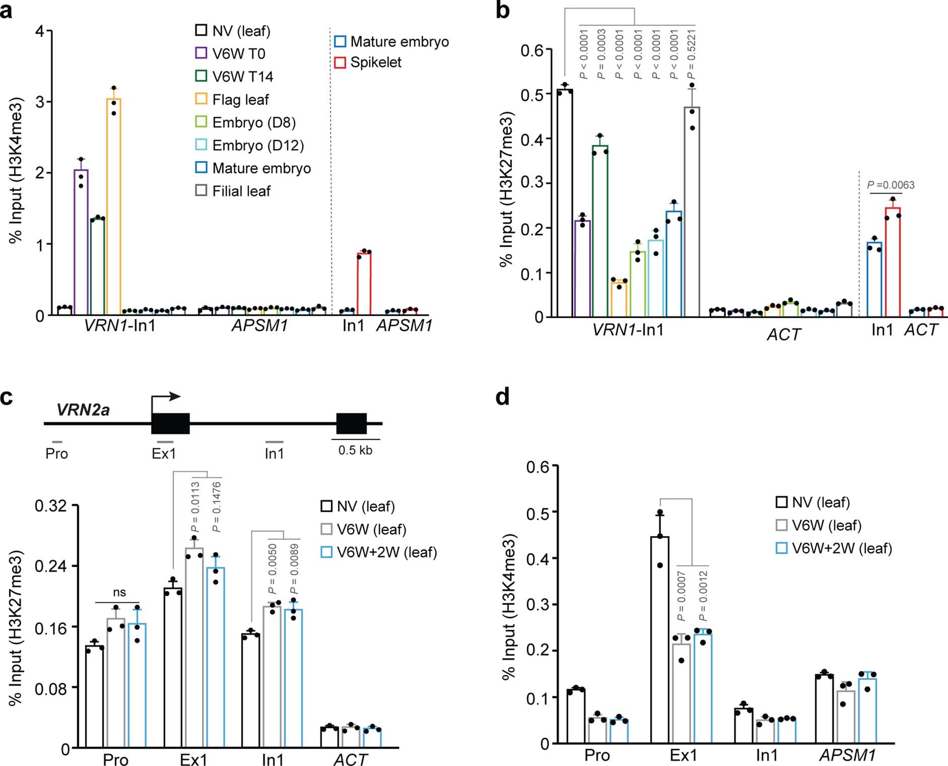 Extended Data Fig. 8: Analysis of H3K4me3 and H3K27me3 on TaVRN1 and TaVRN2 chromatin.