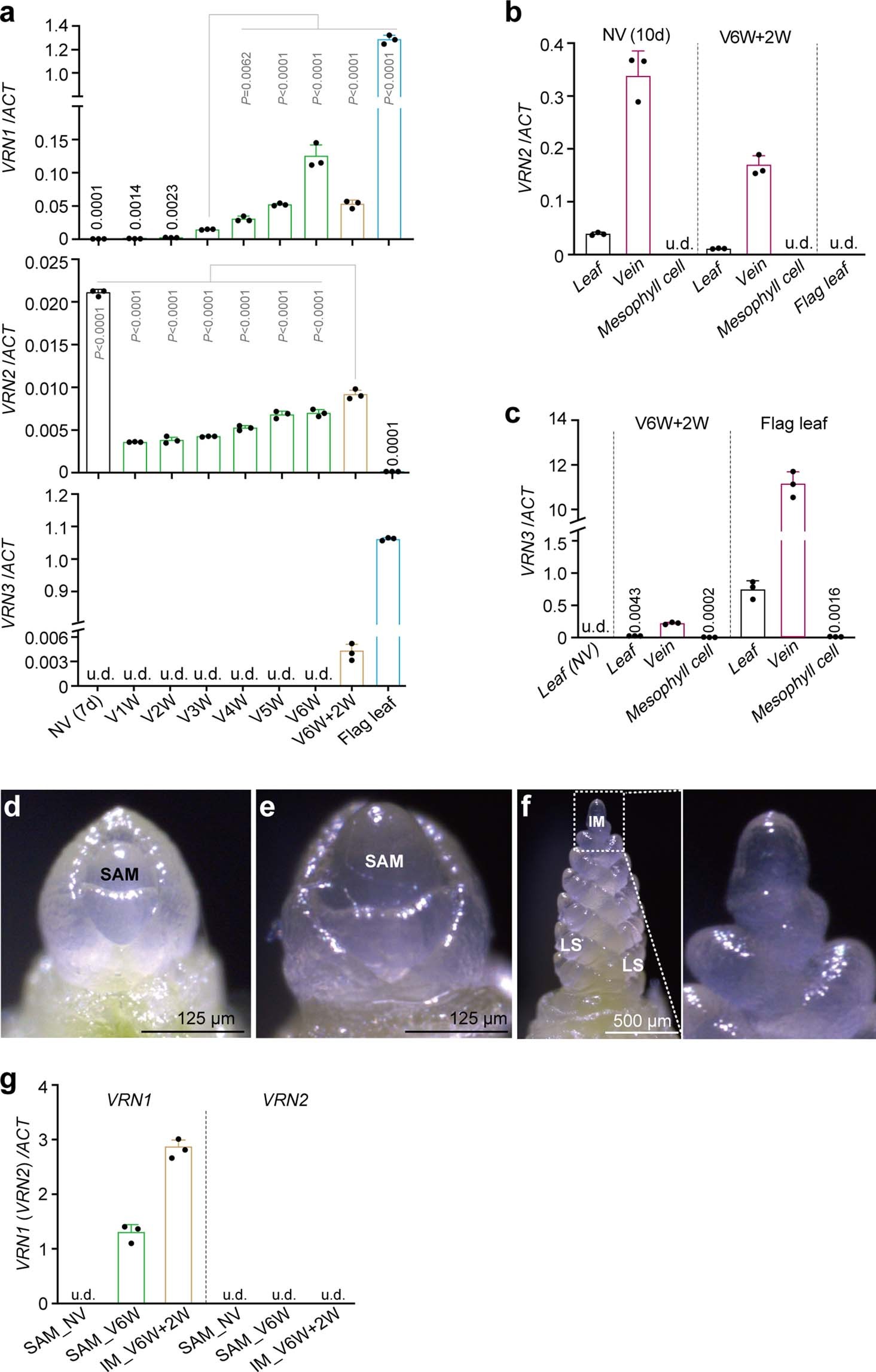 Extended Data Fig. 2: TaVRN1 and TaVRN2 expression over the course of vernalization in winter bread wheat.