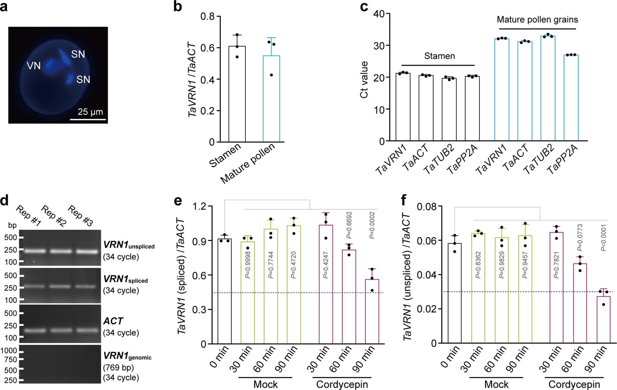 Extended Data Fig. 3: Analysis of TaVRN1 transcription in mature pollen grains and stability of TaVRN1 transcripts.