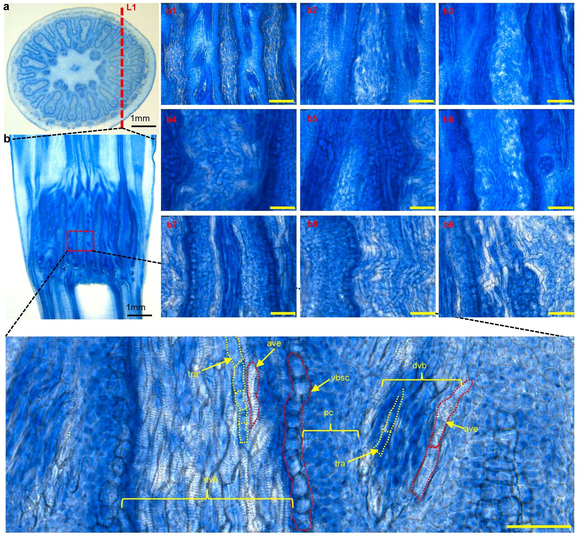 Extended Data Fig. 8: Cellular Pi distribution assay in node side longitudinal section.