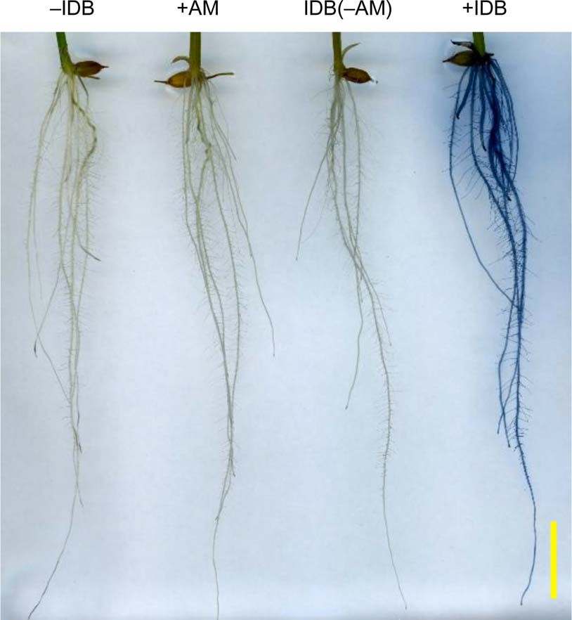 Extended Data Fig. 2: IDB can be used directly for Pi staining in plants.