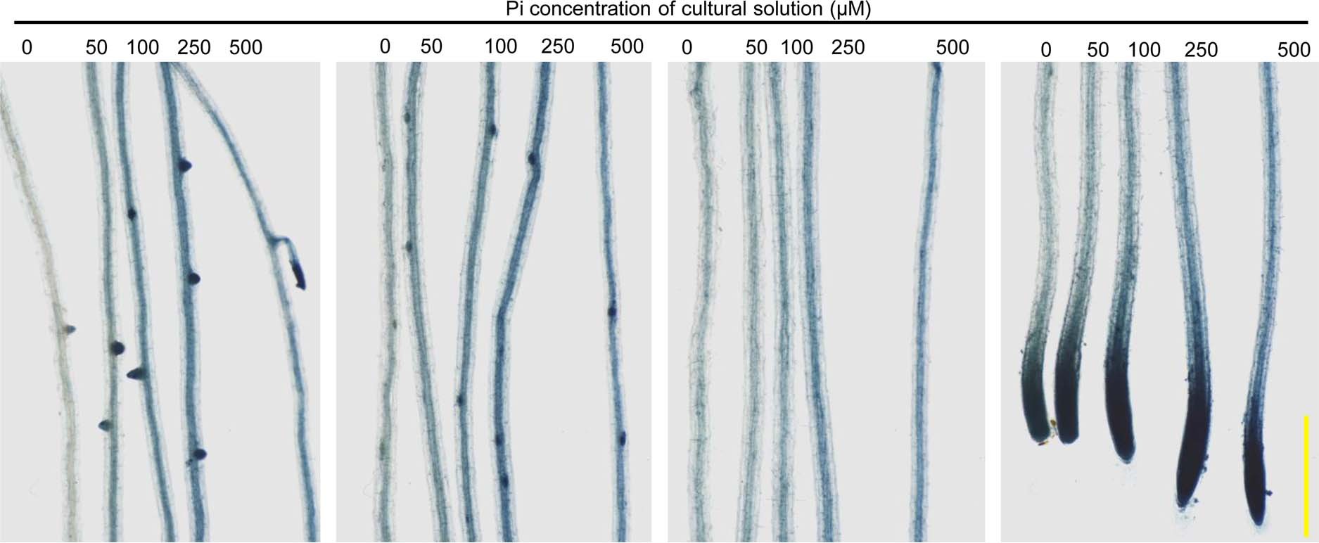Extended Data Fig. 3: Pi staining assay in Arabidopsis roots grown under different Pi culture conditions.