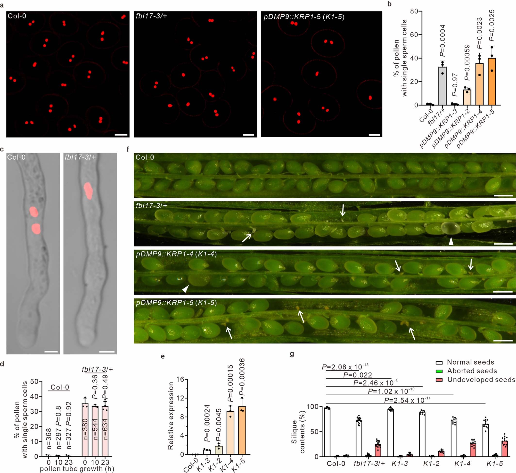 Extended Data Fig. 4: Phenotypic analysis of fbl17-3/+ mutants and KRP1 overexpressing lines in male and seed development.