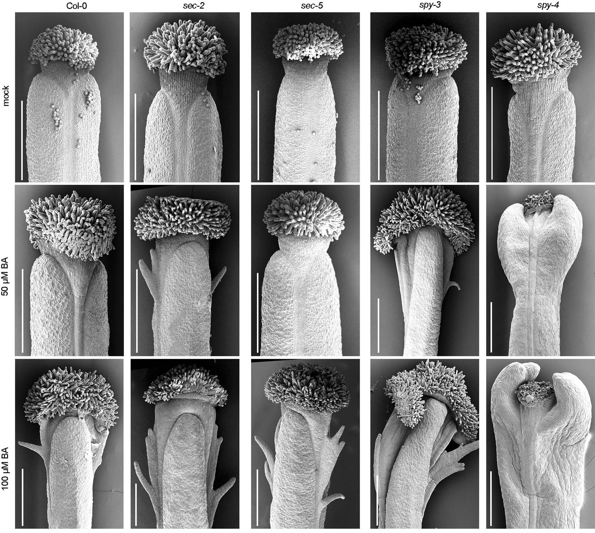 Extended Data Fig. 6: spy mutant gynoecia are hypersensitive to cytokinin treatments.