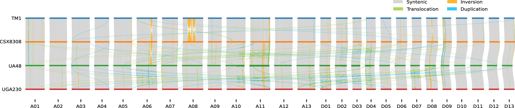 Extended Data Fig. 3: Syntenic regions and large structural variations between TM-1 and modern cotton lines (CSX8308, UA48 and UGA230).