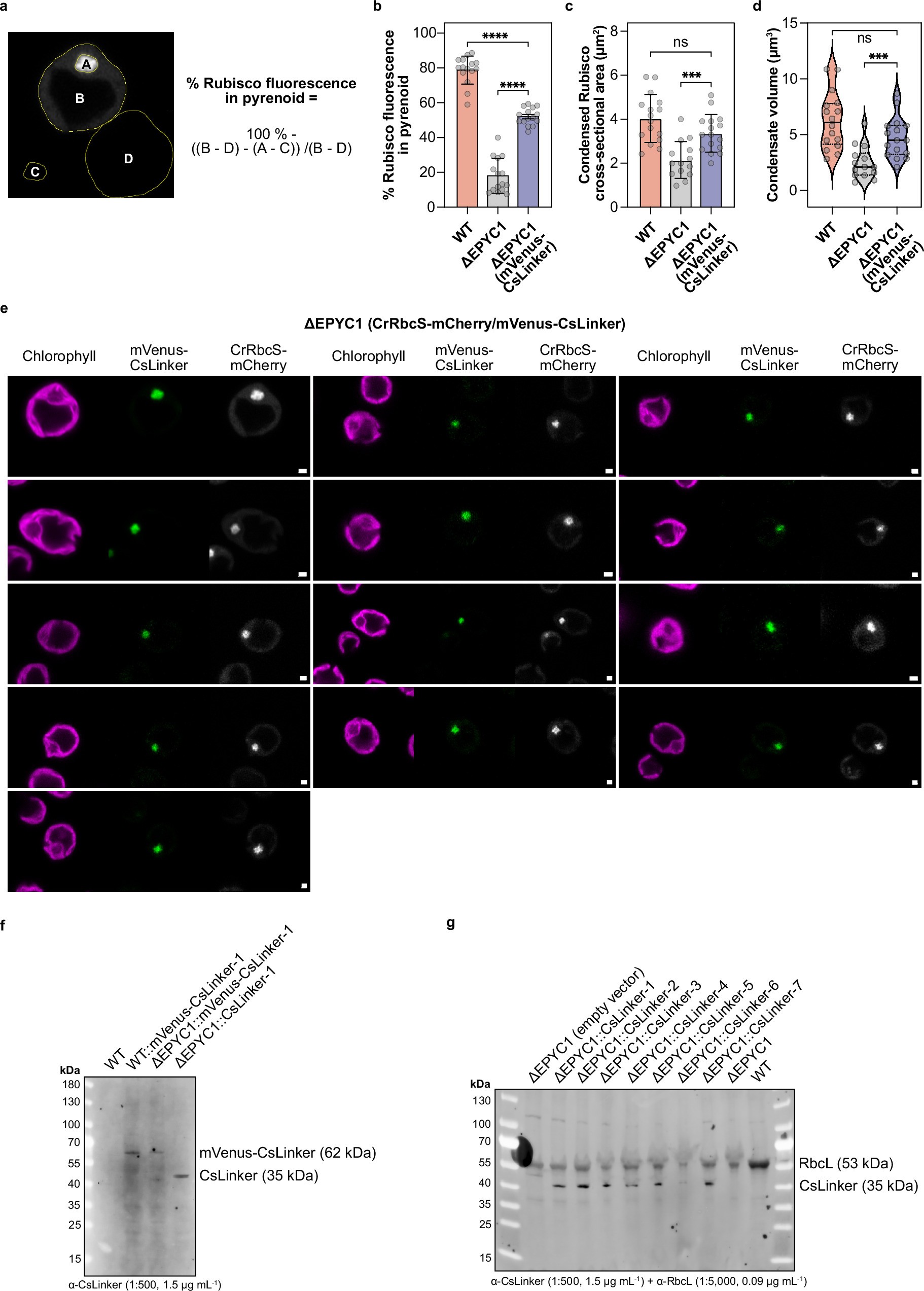 Extended Data Fig. 6: CsLinker expression recovers pyrenoid formation in ΔEPYC1 Chlamydomonas.