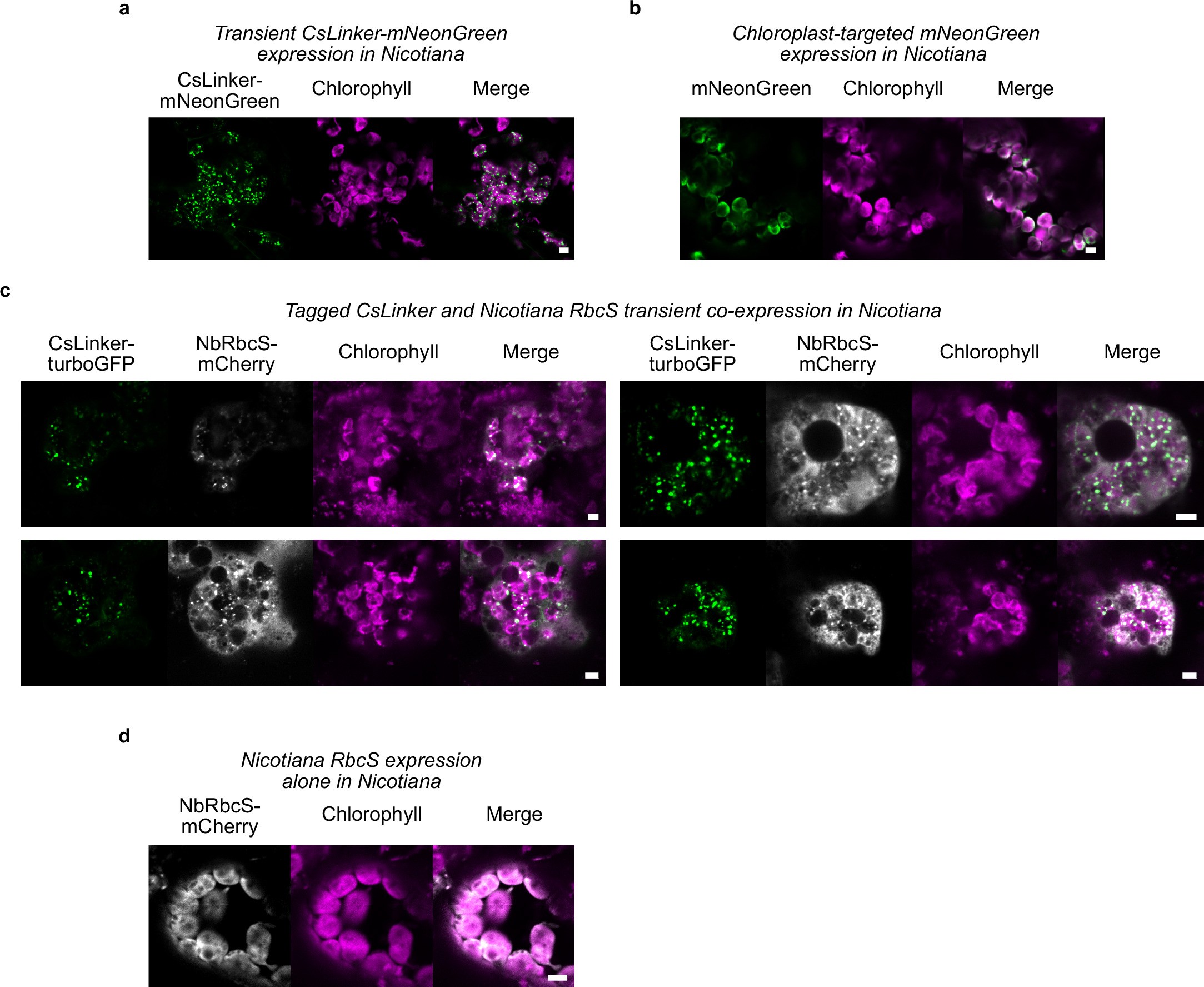 Extended Data Fig. 10
