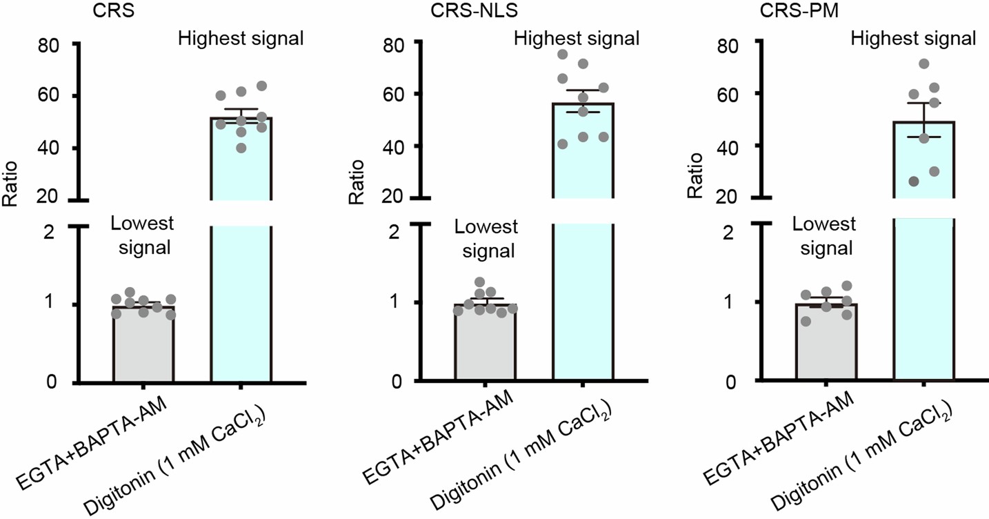 Extended Data Fig. 7: CRS, CRS-NLS and CRS-PM show similar Ca2+ dynamic range in root tip cells.
